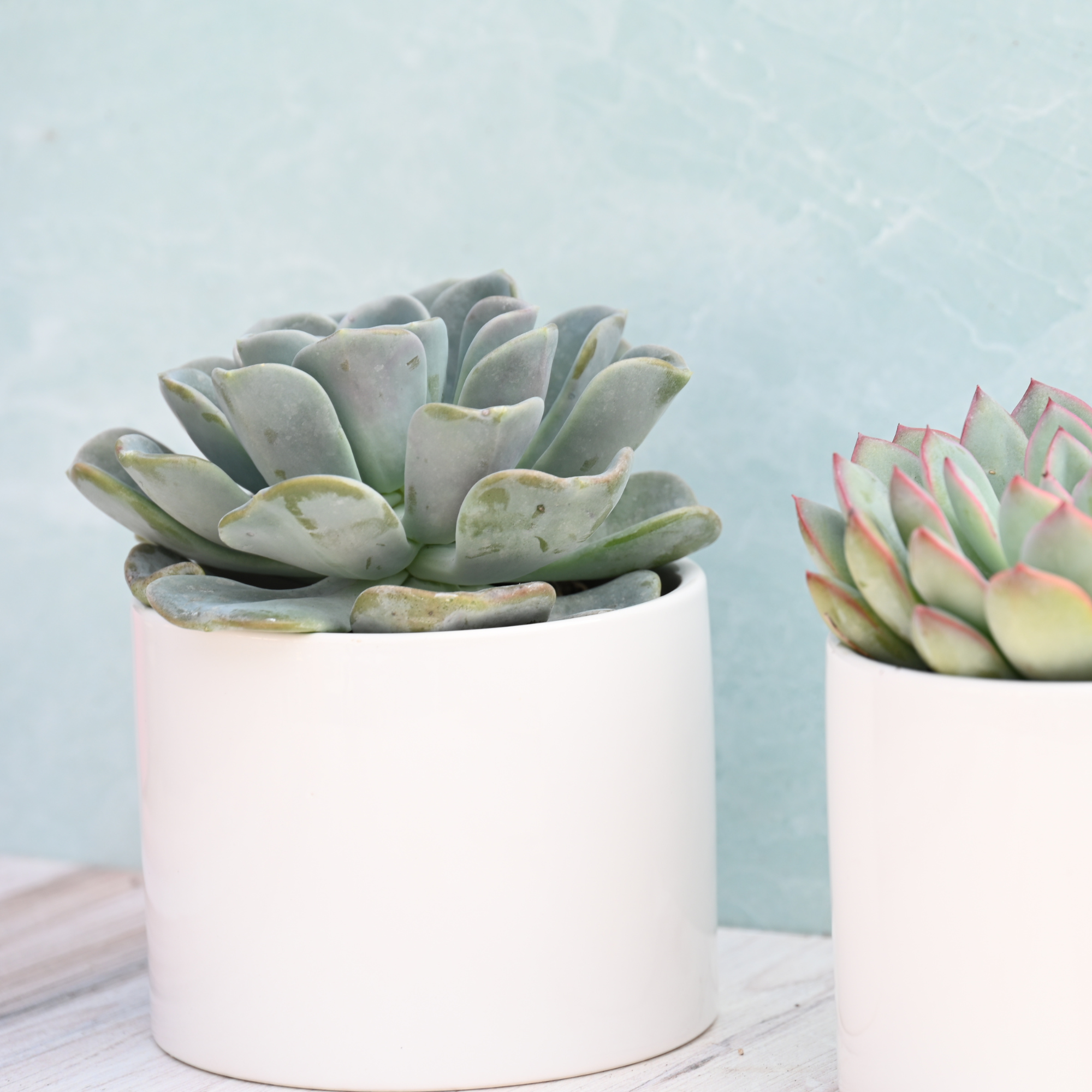 SUCCULENTMARKET.COM Live Potted Succulents – Live Succulent Plants in Pots (Echeveria Collection)