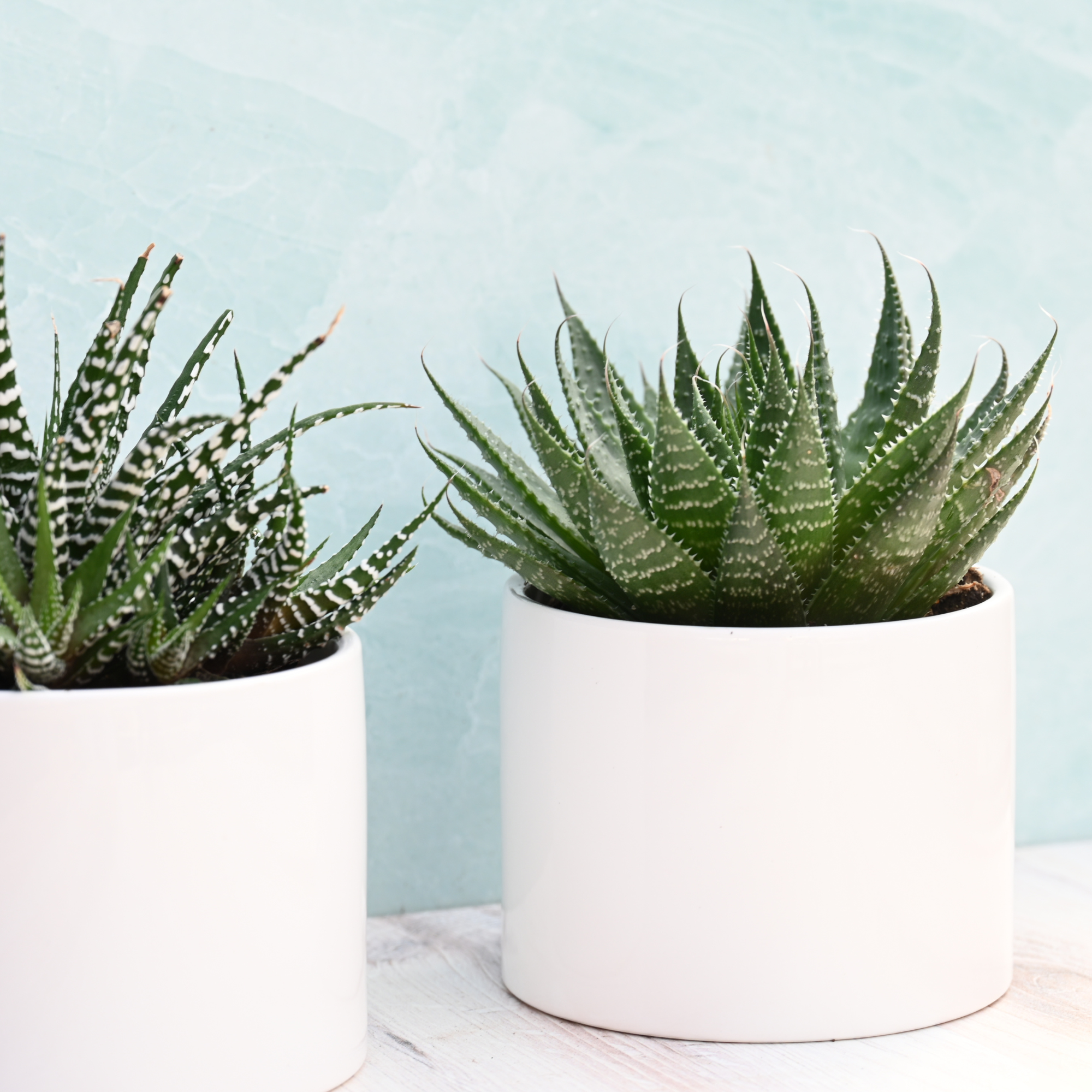 large succulent plants for indoors Potted Indoor Succulents for Sale| Indoor Succulents or Sale