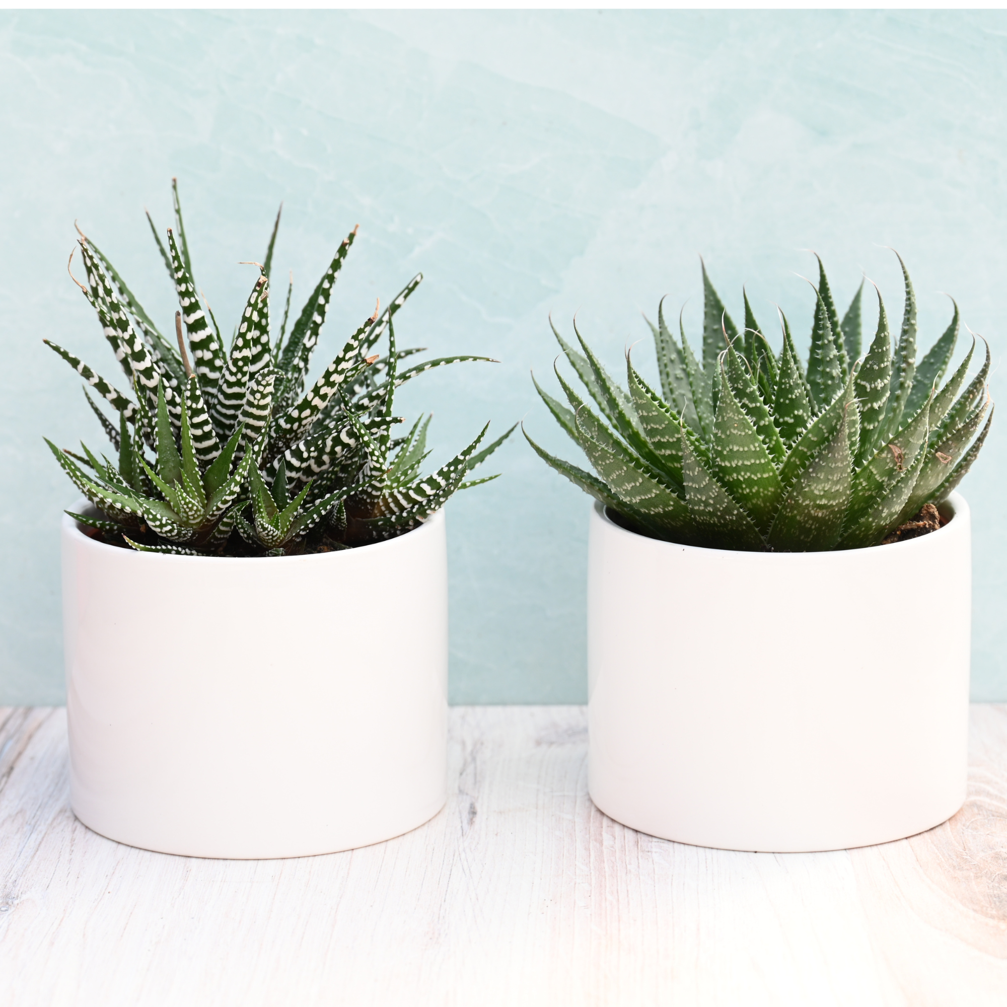 where to buy succulent plants online Potted Succulents for Sale| Bulk Succulents for Sale| Succulent Market