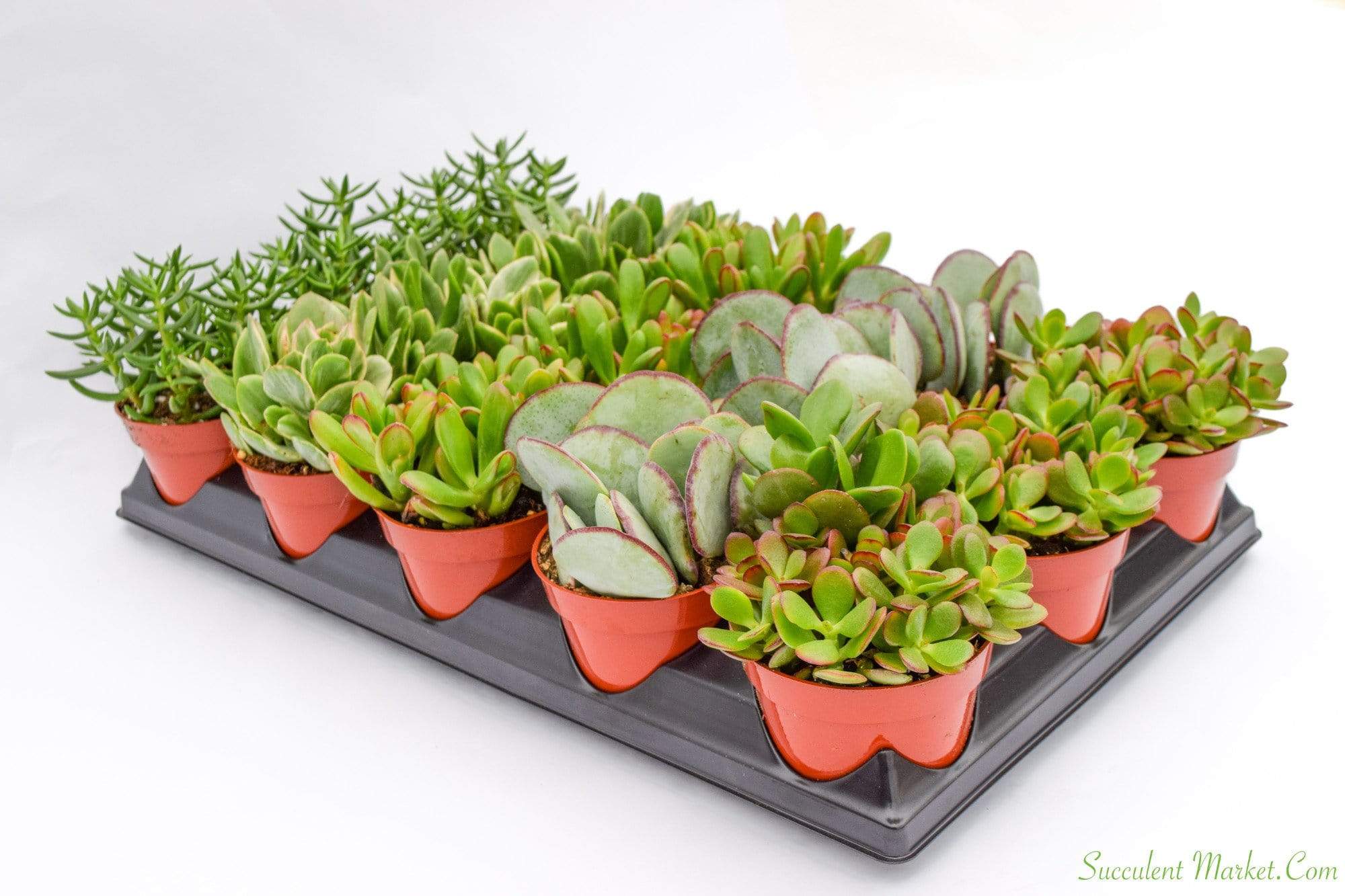 the succulent market Crassula Set - 4 Inch Containers | Succulents for Sale | Succulent Market