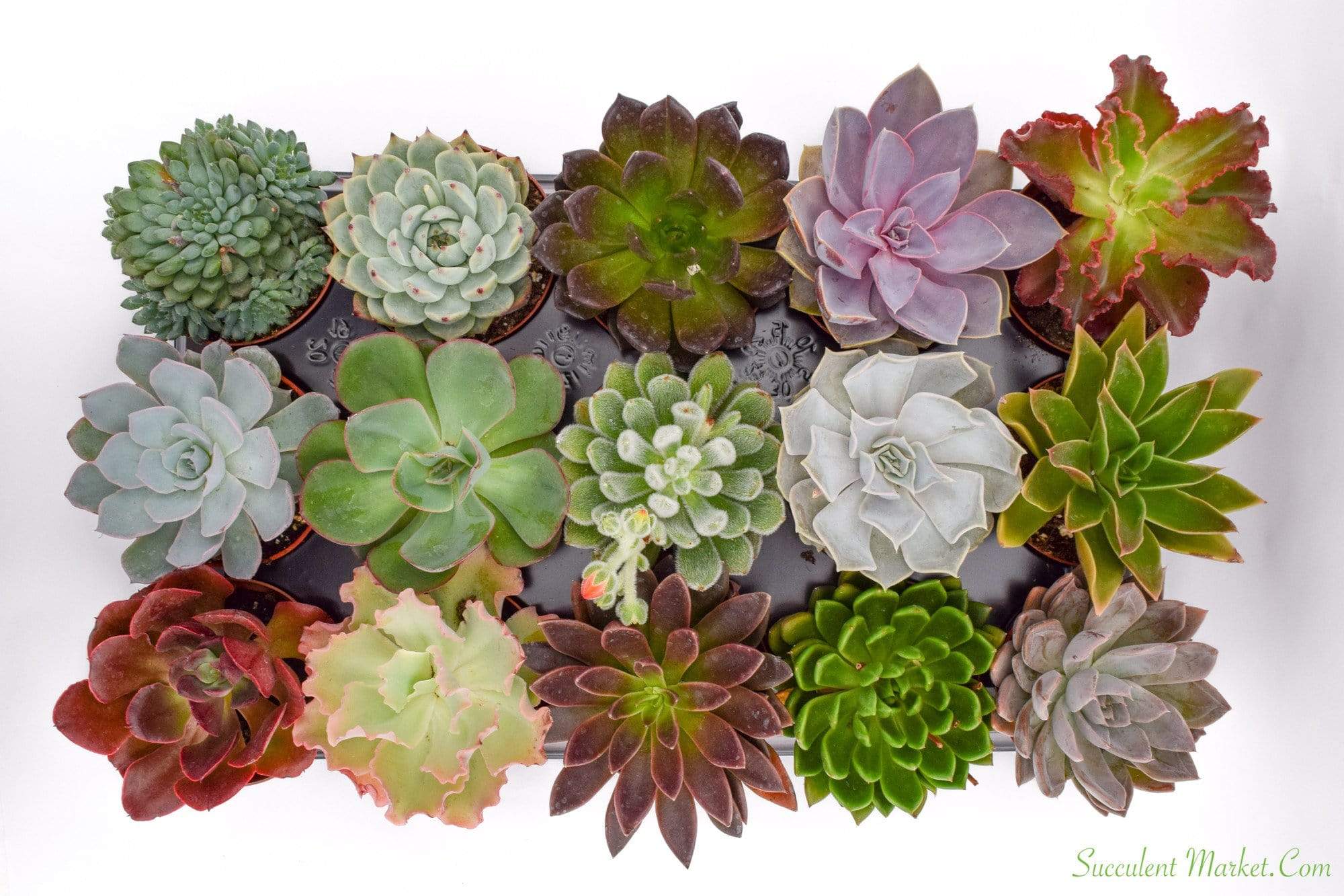 where to buy indoor succulents Echeveria Set - 4 Inch Containers | Succulents for Sale | Succulent Market