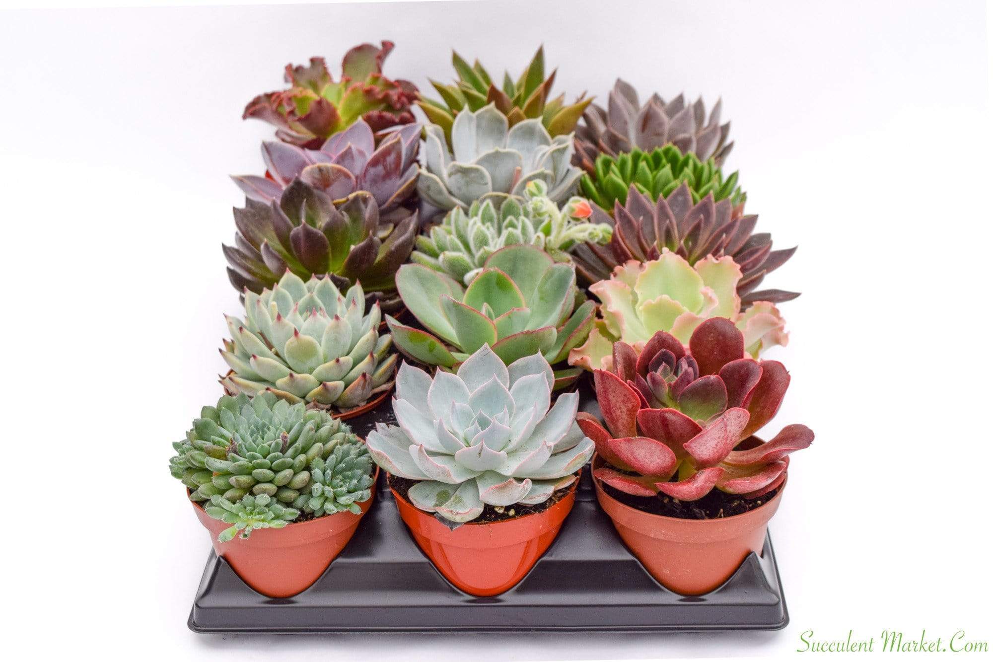 potted succulents online Live Echeveria Succulent Plants (4 Pack) Assorted 4-Inch Fully Rooted Echeveria Succulents Live Rosette Succulent Set