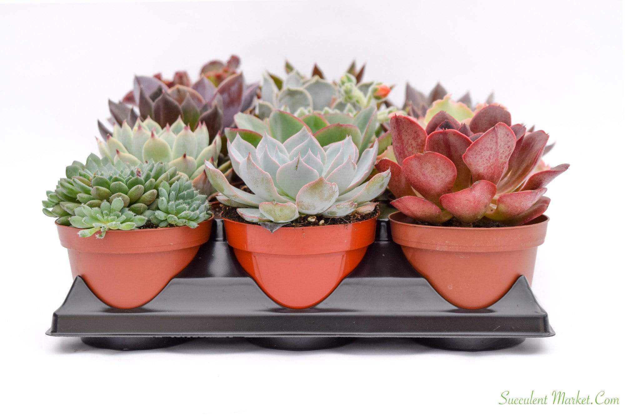 mini succulents in terracotta pots Live Echeveria Succulent Plants (4 Pack) Assorted 4-Inch Fully Rooted Echeveria Succulents Live Rosette Succulent Set