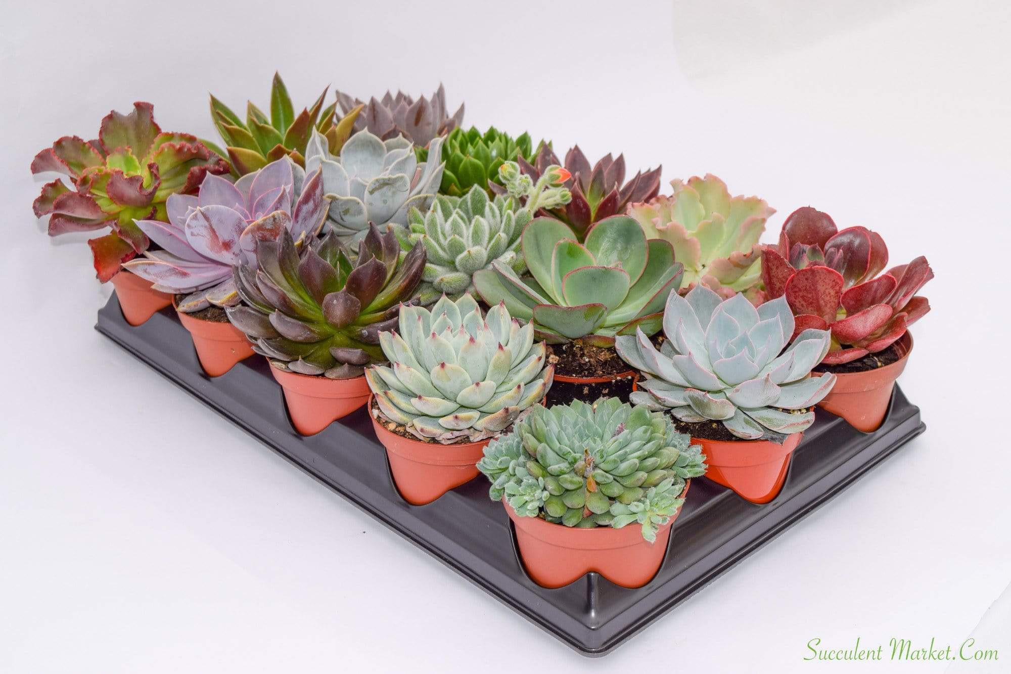 living echeveria succulents for sale online free shipping Live Echeveria Succulent Plants (4 Pack) Assorted 4-Inch Fully Rooted Echeveria Succulents Live Rosette Succulent Set