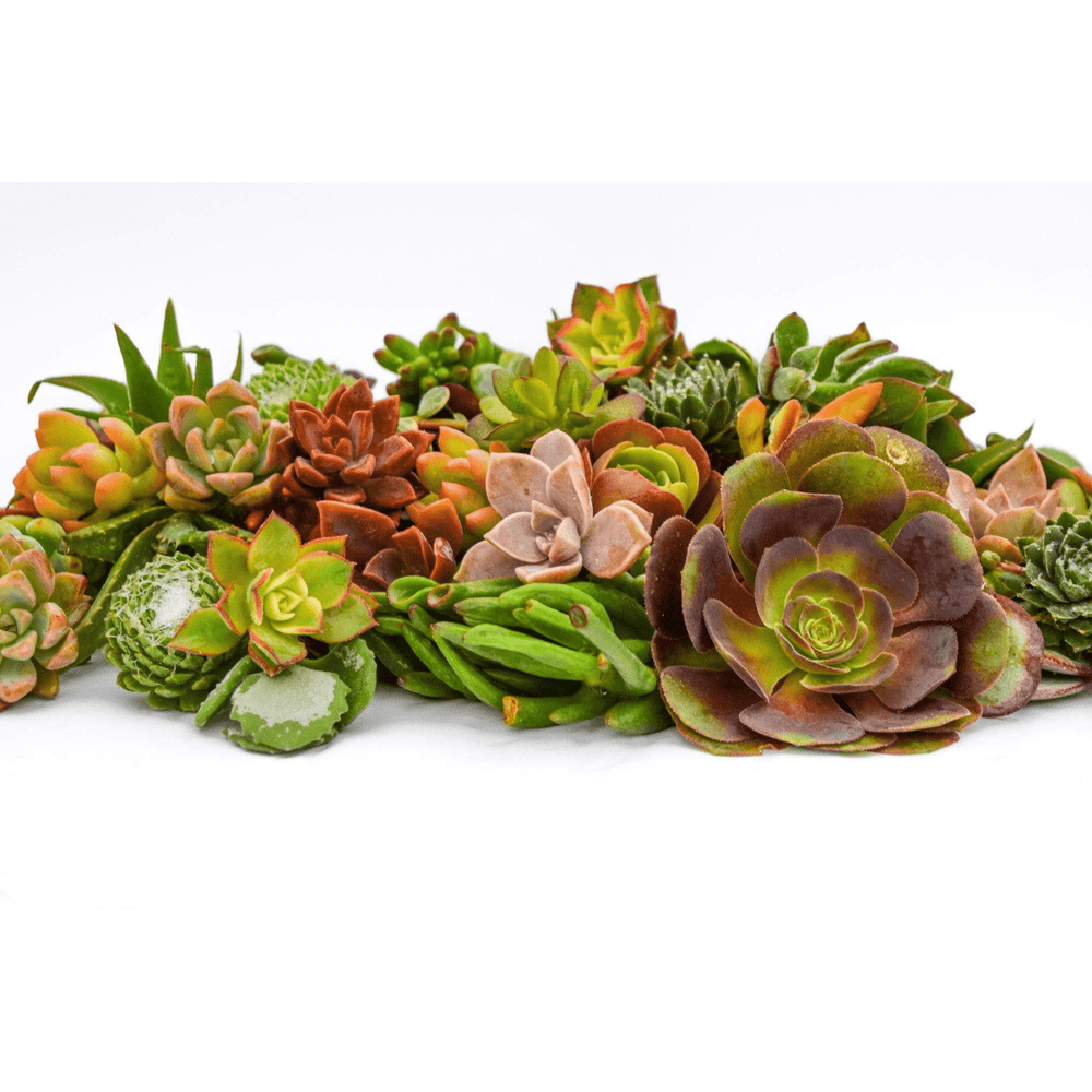 bulk assorted succulents Assorted Succulent Cuttings for Sale| Bulk Succulent Cuttings for Sale
