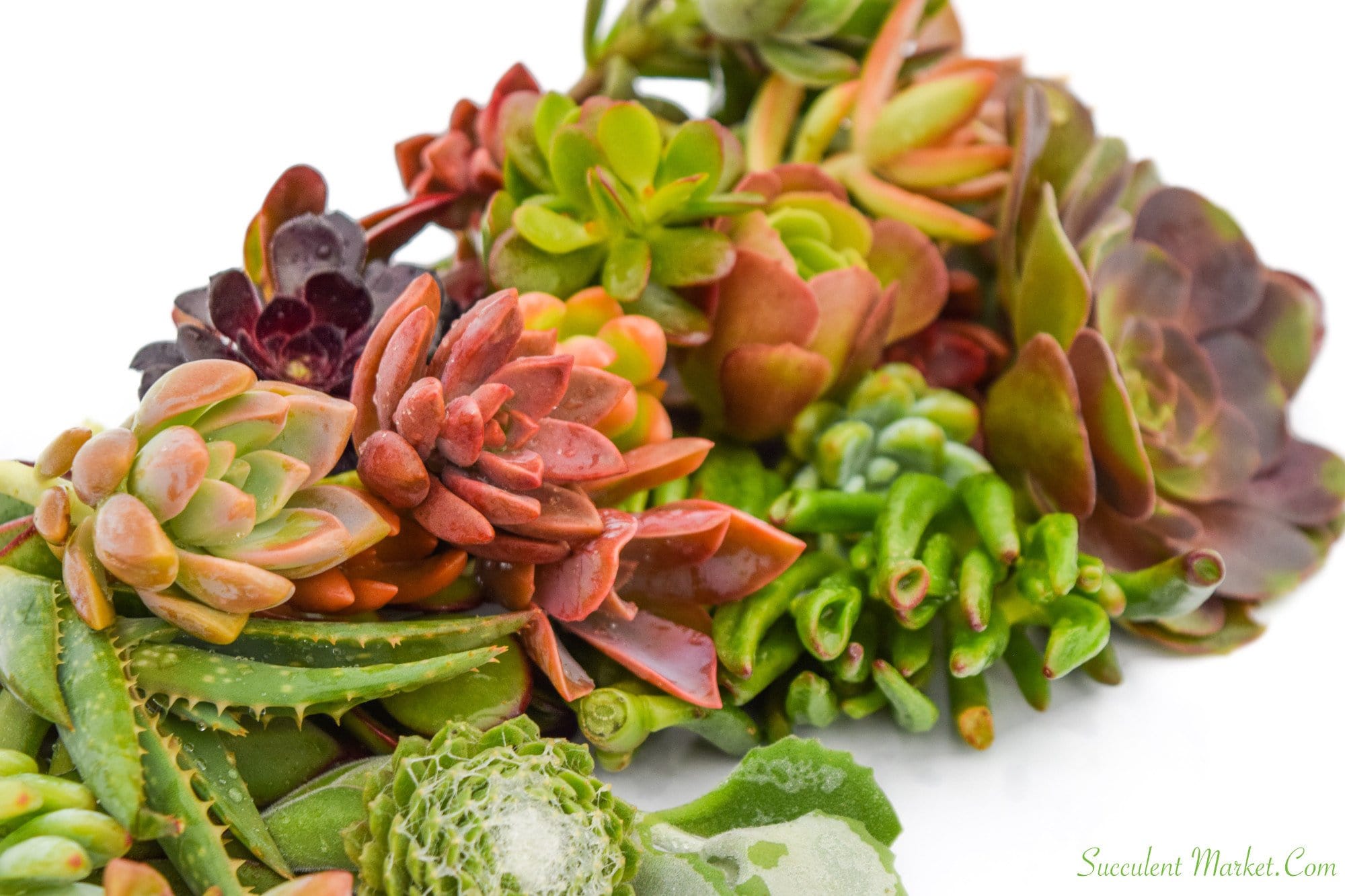 20 succulent plants Assorted Succulent Cuttings 20 Pack | Succulents for Sale | Succulent Market