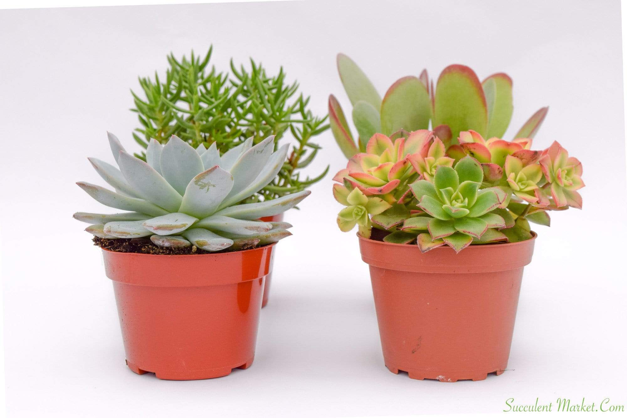 light colored succulents Colorful Succulents - Assorted 4 Inch Containers | Succulents for Sale | Succulent Market