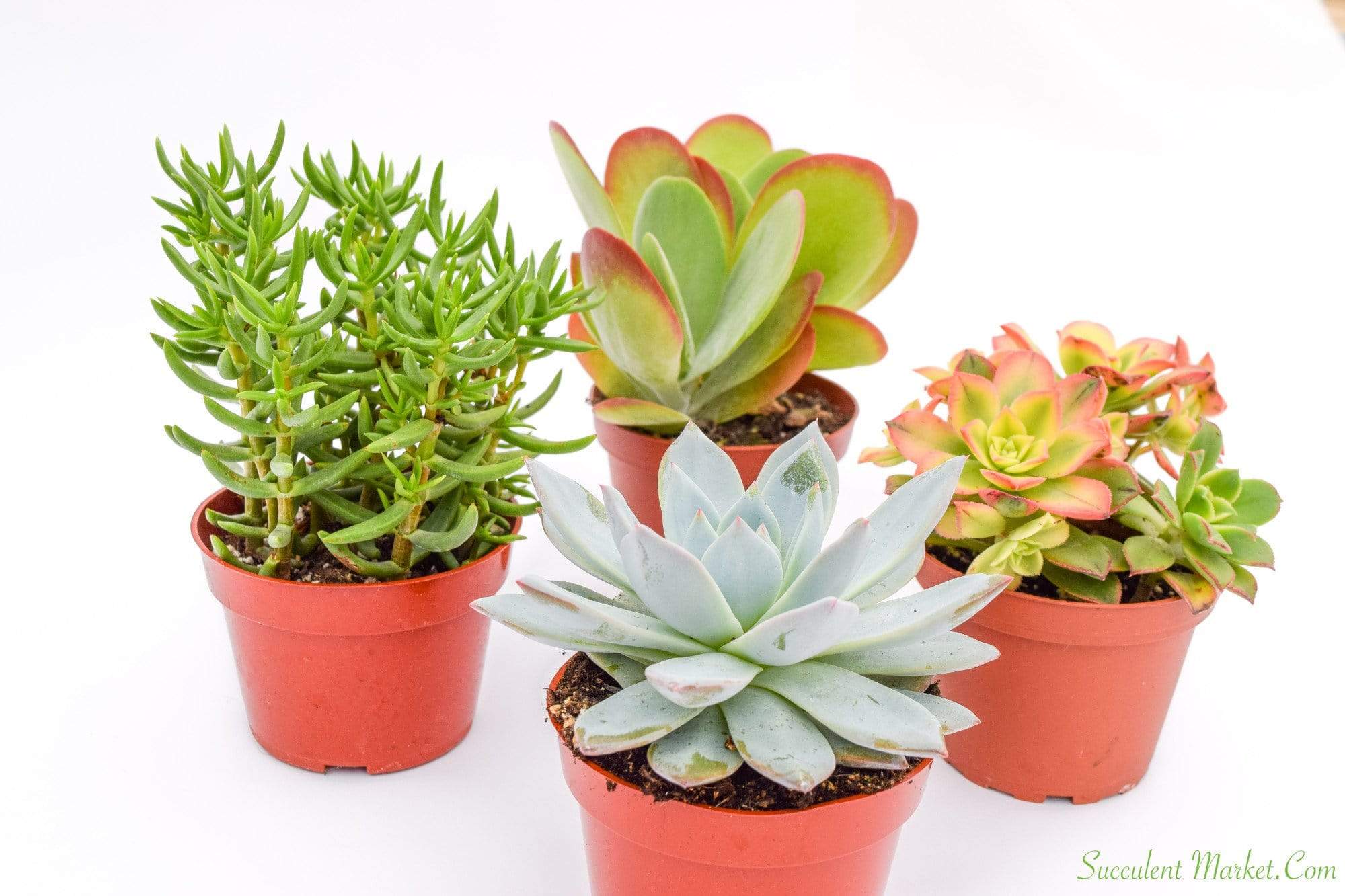 succulents 4 pack Colorful Succulents - Assorted 4 Inch Containers | Succulents for Sale | Succulent Market