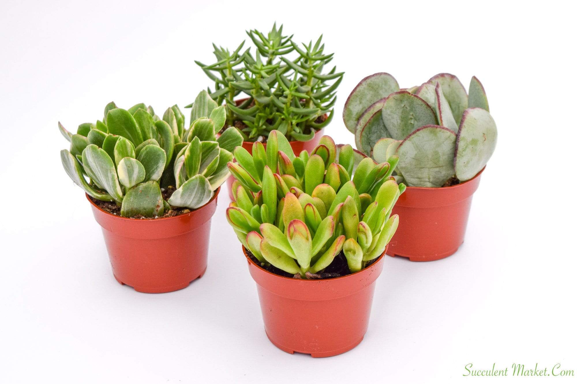 the succulent market Crassula Set - 4 Inch Containers | Succulents for Sale | Succulent Market