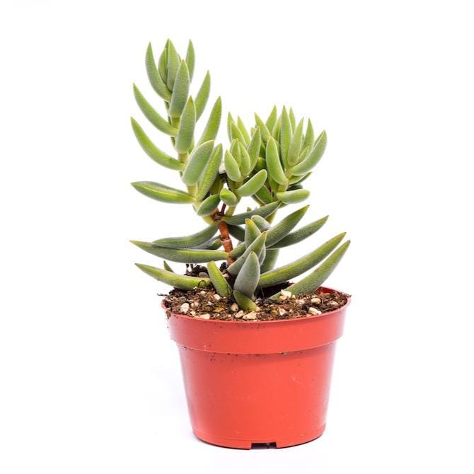tenelli succulent Crassula Tenelli for Sale| Succulents for Sale