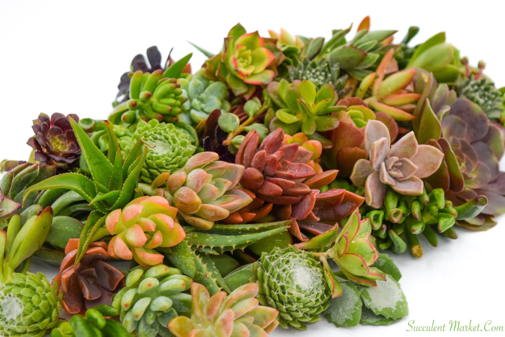 Bulk Succulent Cuttings 50 Pack | Assorted Succulent Cuttings for Sale