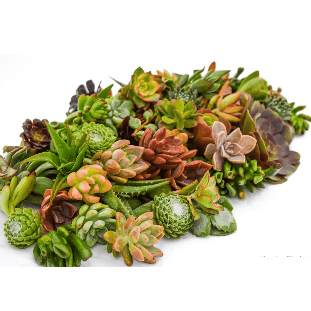 Assorted Succulent Cuttings for Sale| Bulk Succulent Cuttings for Sale