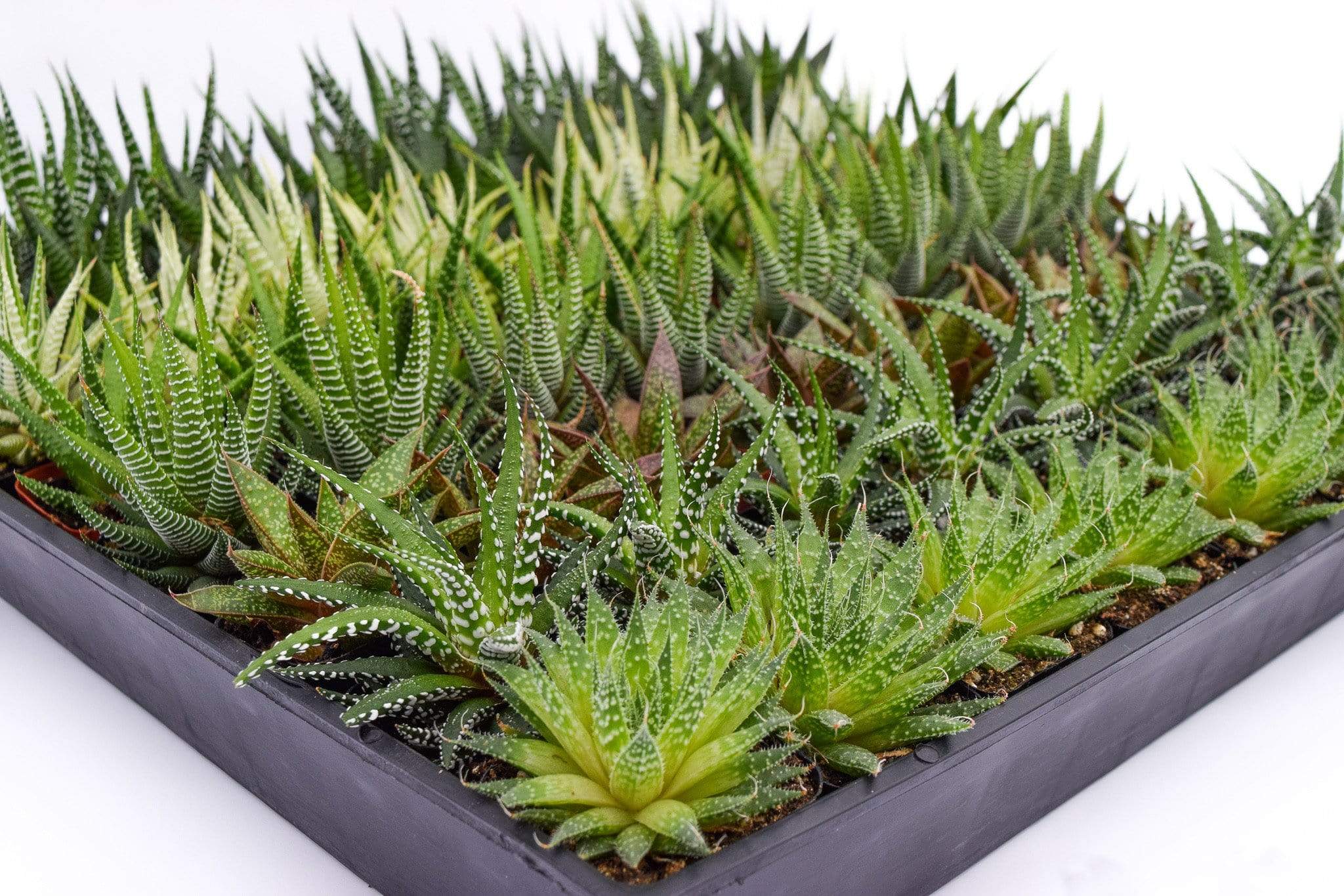 bulk live succulents Assorted Indoor Succulents - 2 Inch Containers | Succulents for Sale | Succulent Market