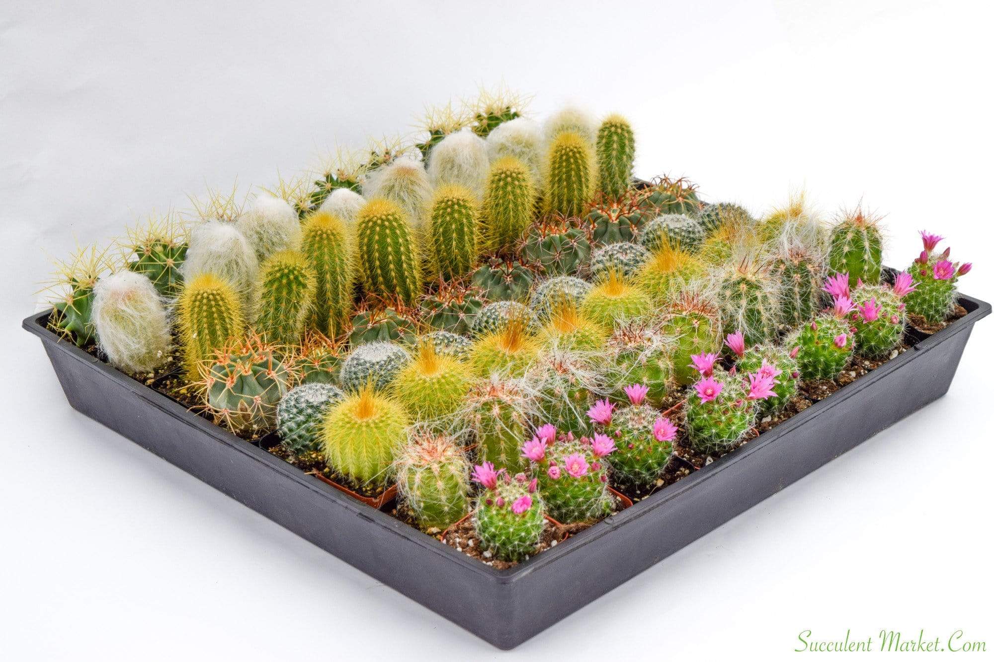cool cactus Bulk 50 Pack 2 inch Cactus containers