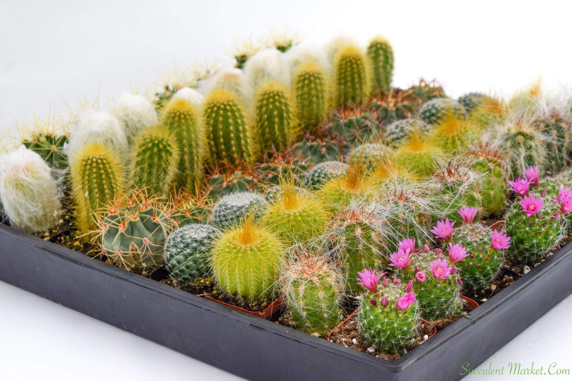 succulent containers for sale Bulk 50 Pack 2 inch Cactus containers