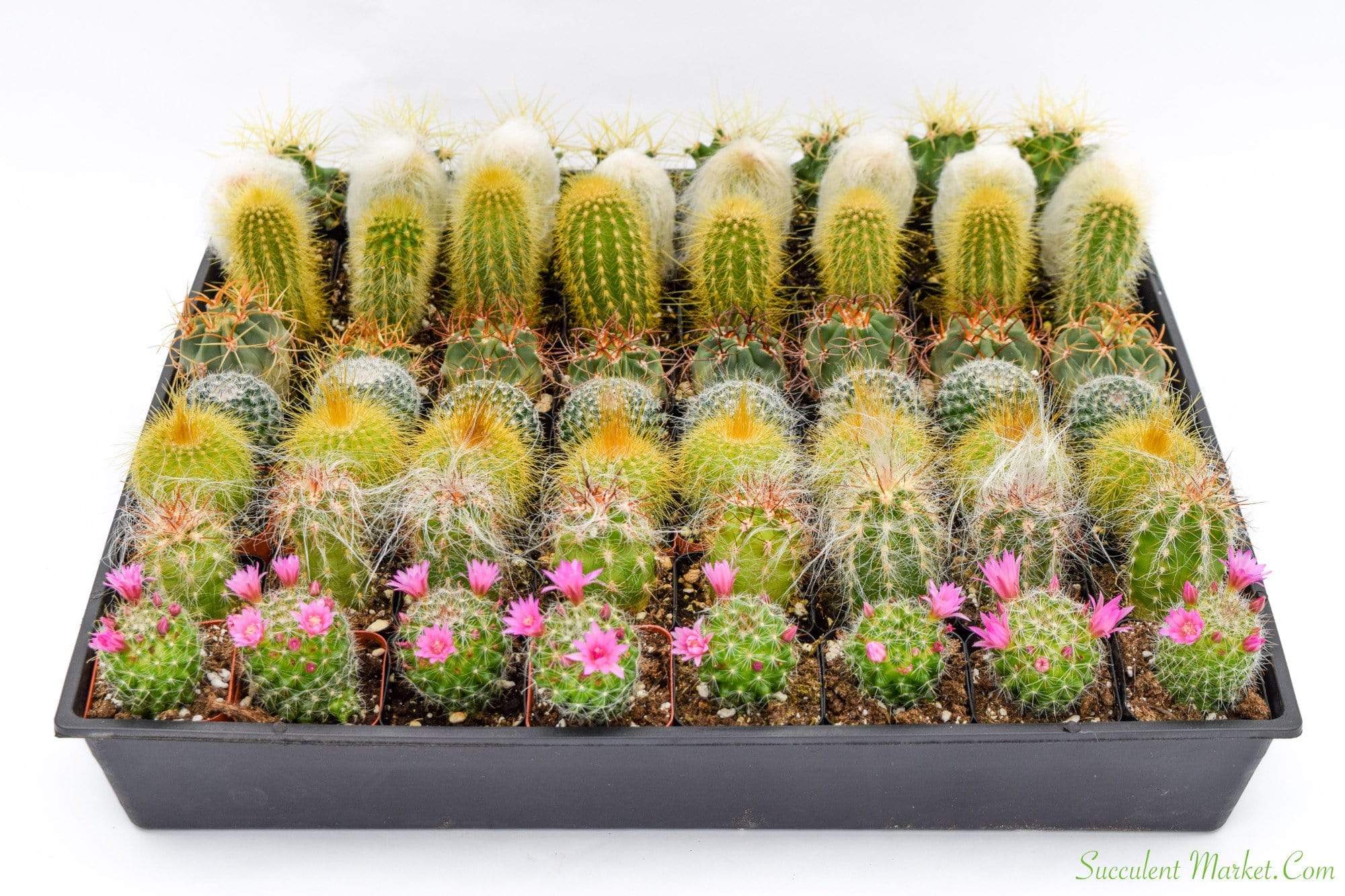 succulents and cactus wholesale Bulk 50 Pack 2 inch Cactus containers