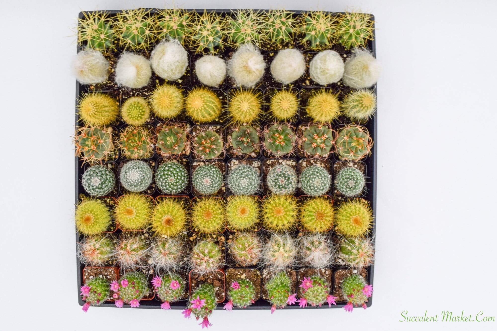 Bulk 50 Pack 2 inch Cactus containers