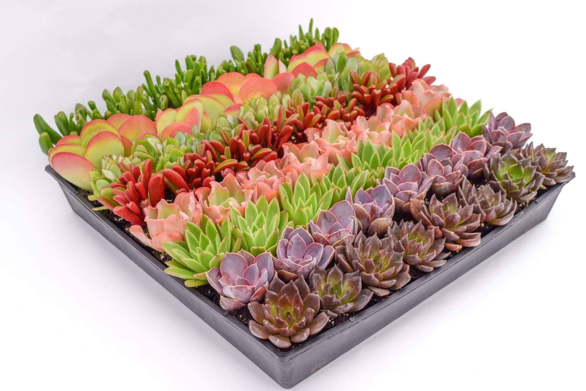 buy succulents online bulk Colorful Succulents 6 Pack - Assorted 2 Inch - Live Succulent Plants