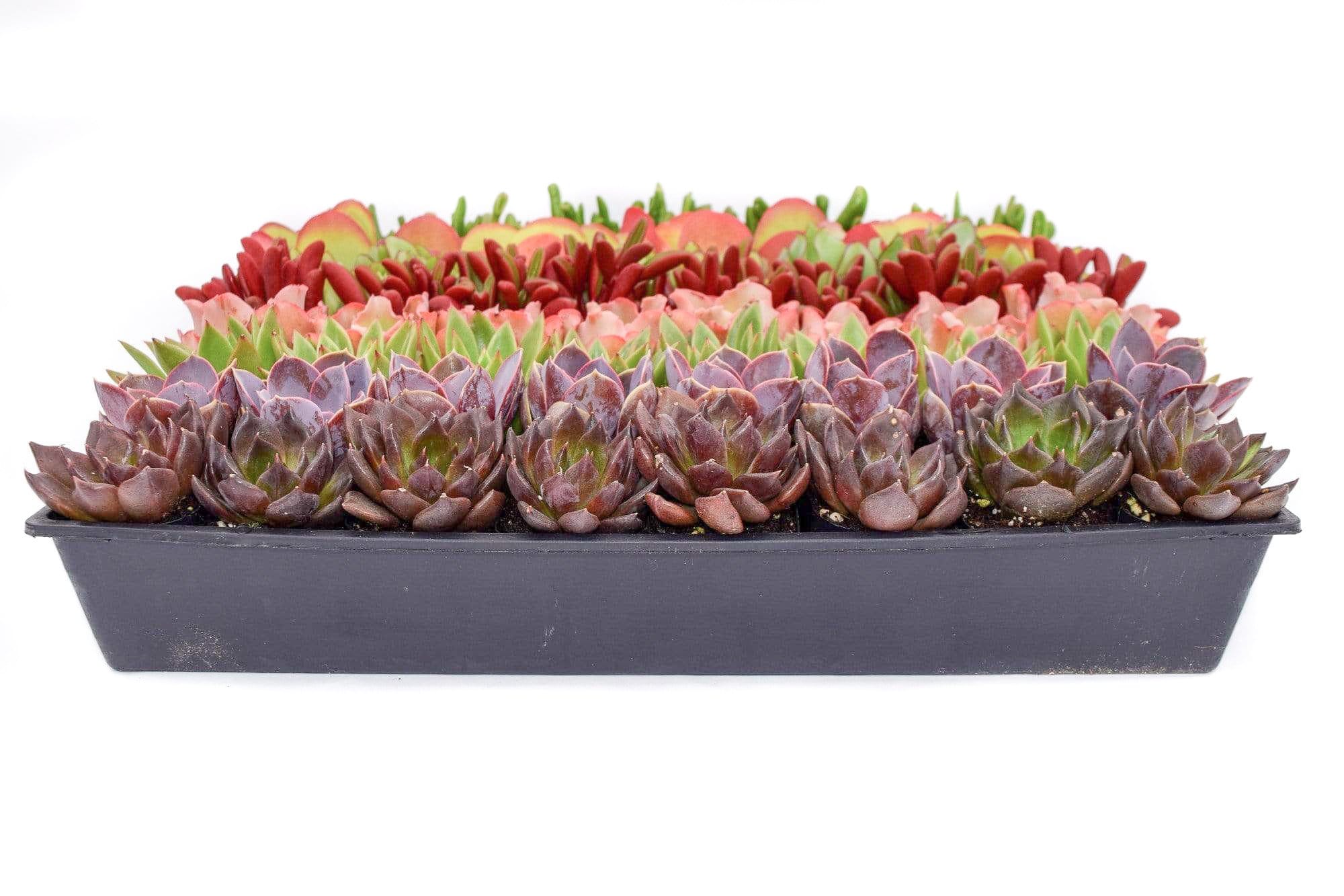 2 succulents for sale Colorful Succulents 6 Pack - Assorted 2 Inch - Live Succulent Plants