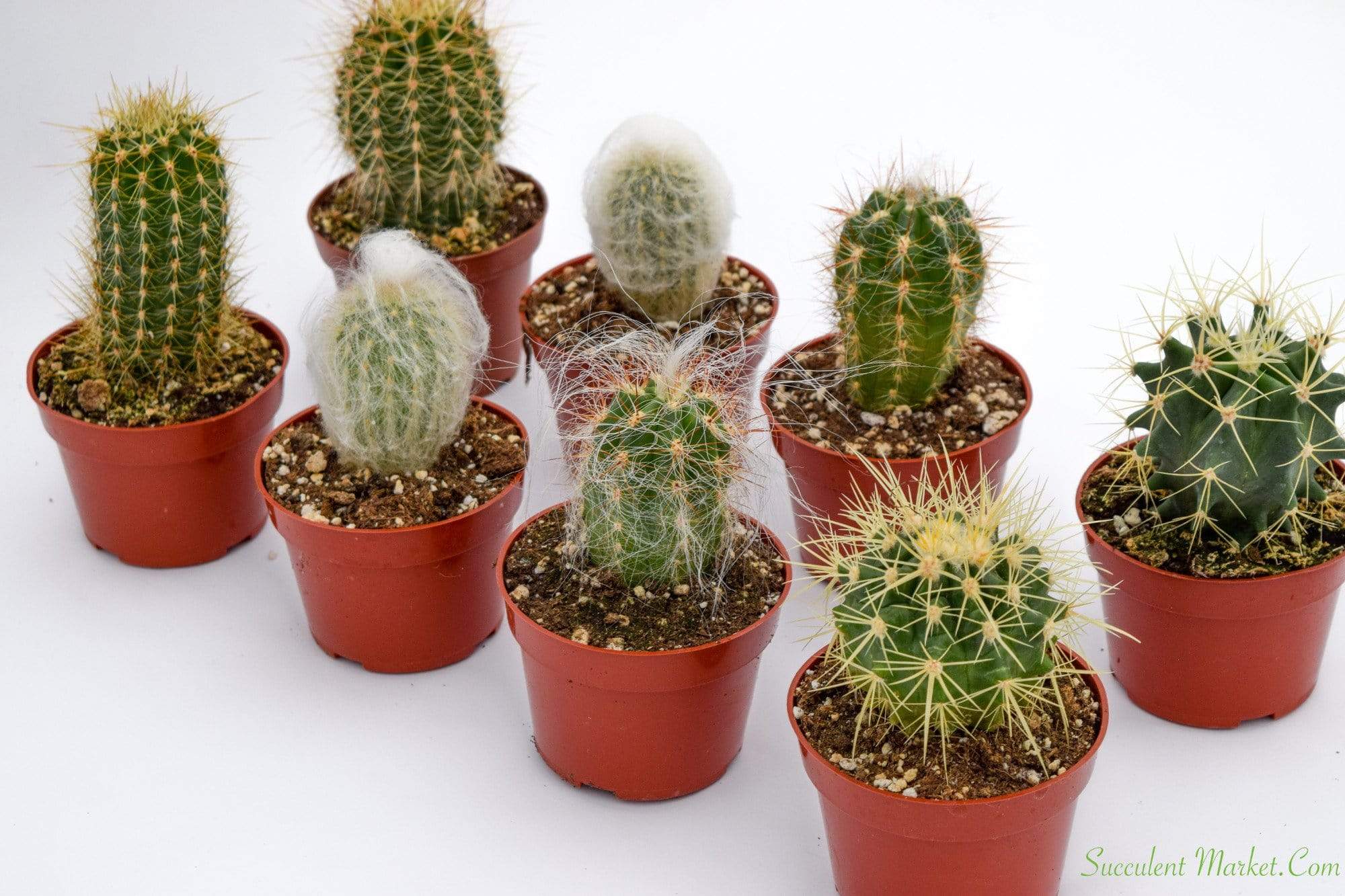 Cactus for Sale| Live Cactus Plants for Sale| Buy Cactus Online 8 Pack