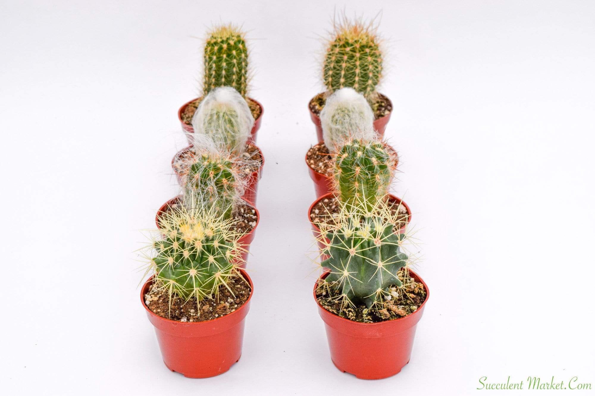 Cactus for Sale| Live Cactus Plants for Sale| Buy Cactus Online 8 Pack