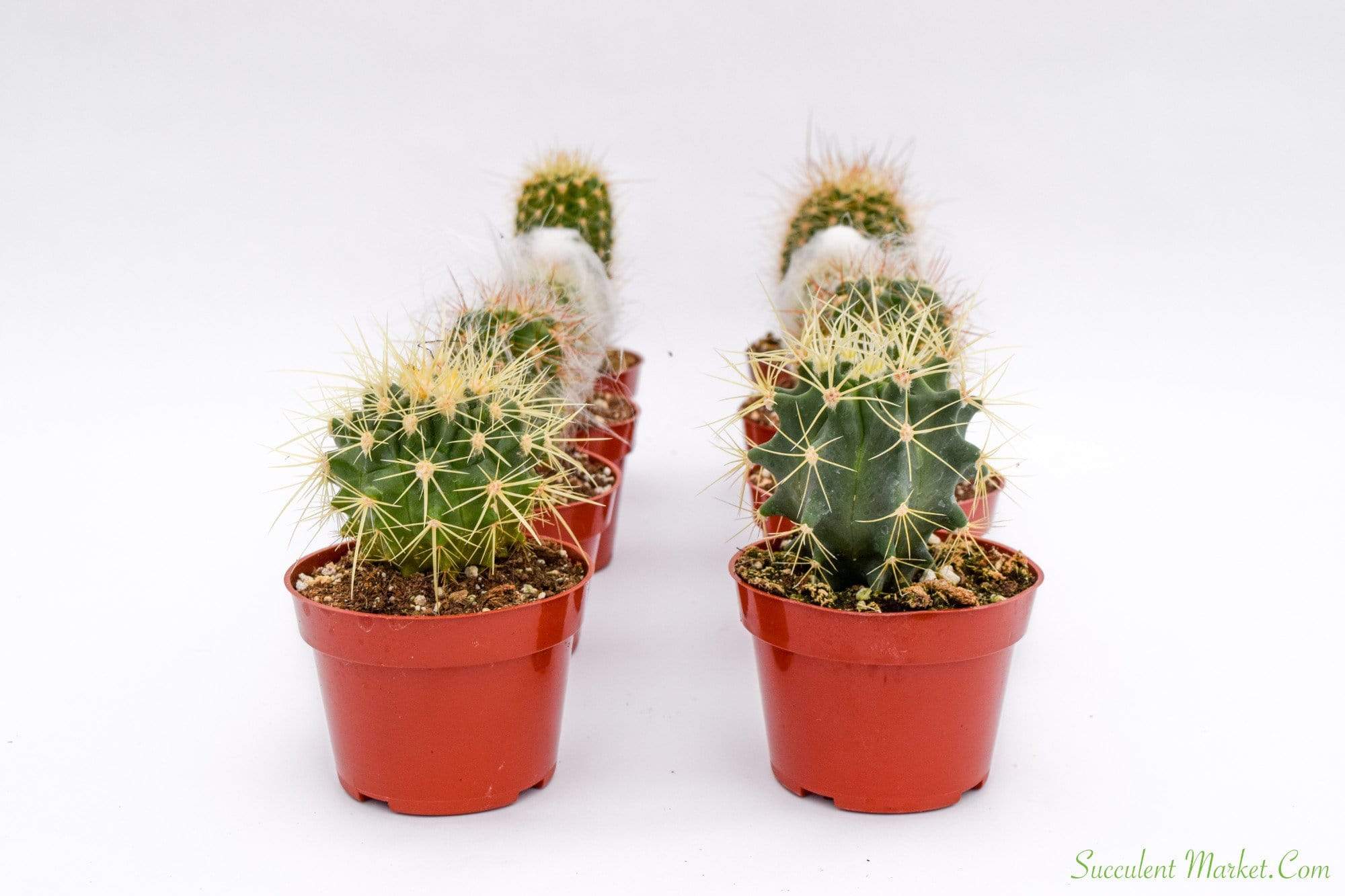 https://succulentmarket.com/cdn/shop/products/8_Pack_Assorted_-_4_inch_containers_-_Cactus_3.jpg?v=1627339338