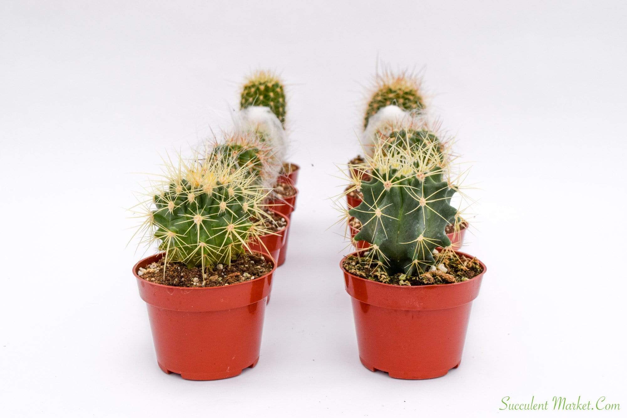 buy succulents and cacti online Cactus for Sale| Live Cactus Plants for Sale| Buy Cactus Online 8 Pack
