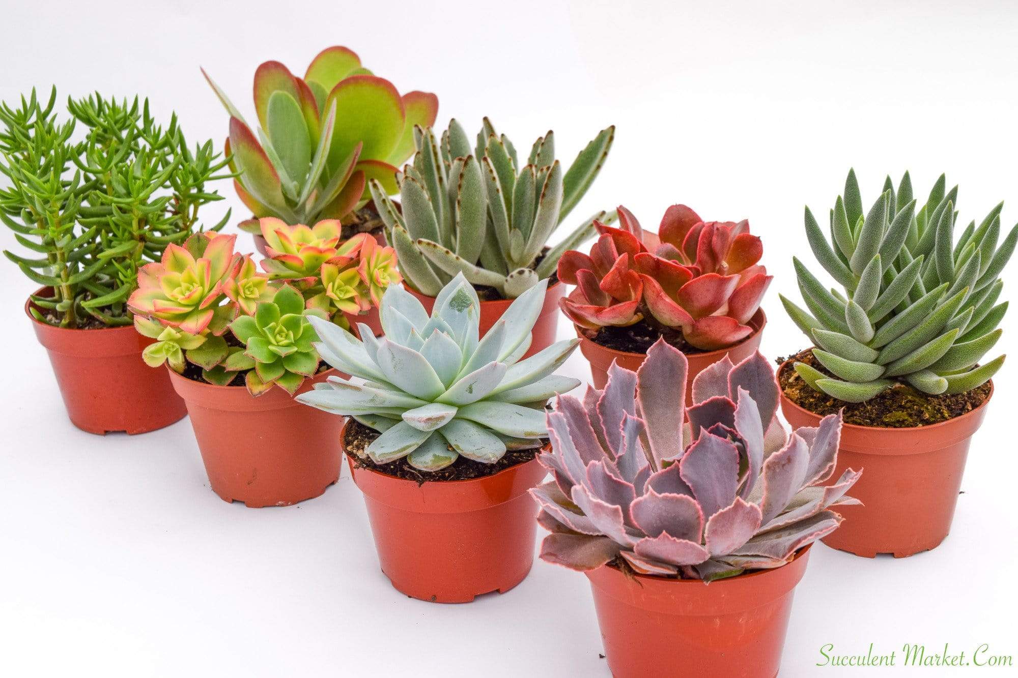 Colorful Succulents - Assorted 4 Inch Containers | Succulents for Sale | Succulent Market
