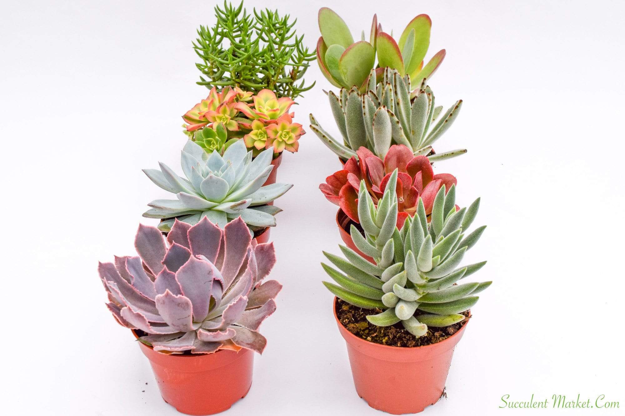 Colorful Succulents - Assorted 4 Inch Containers | Succulents for Sale | Succulent Market