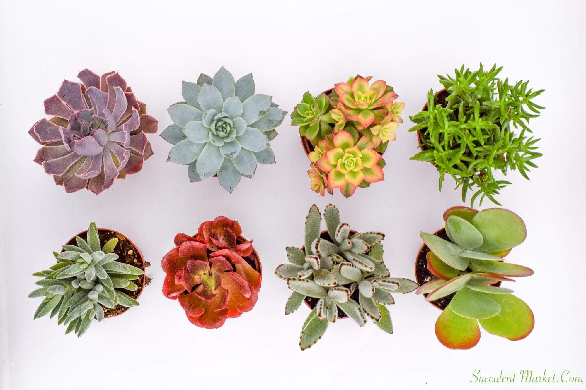 light colored succulents Colorful Succulents - Assorted 4 Inch Containers | Succulents for Sale | Succulent Market