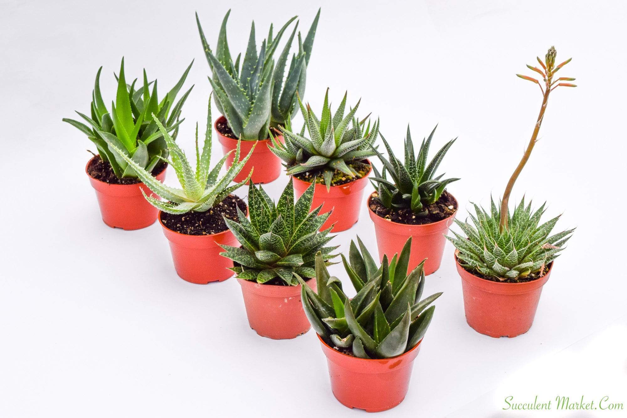 Indoor Succulents - Assorted 4 Inch Containers | Succulents for Sale | Succulent Market