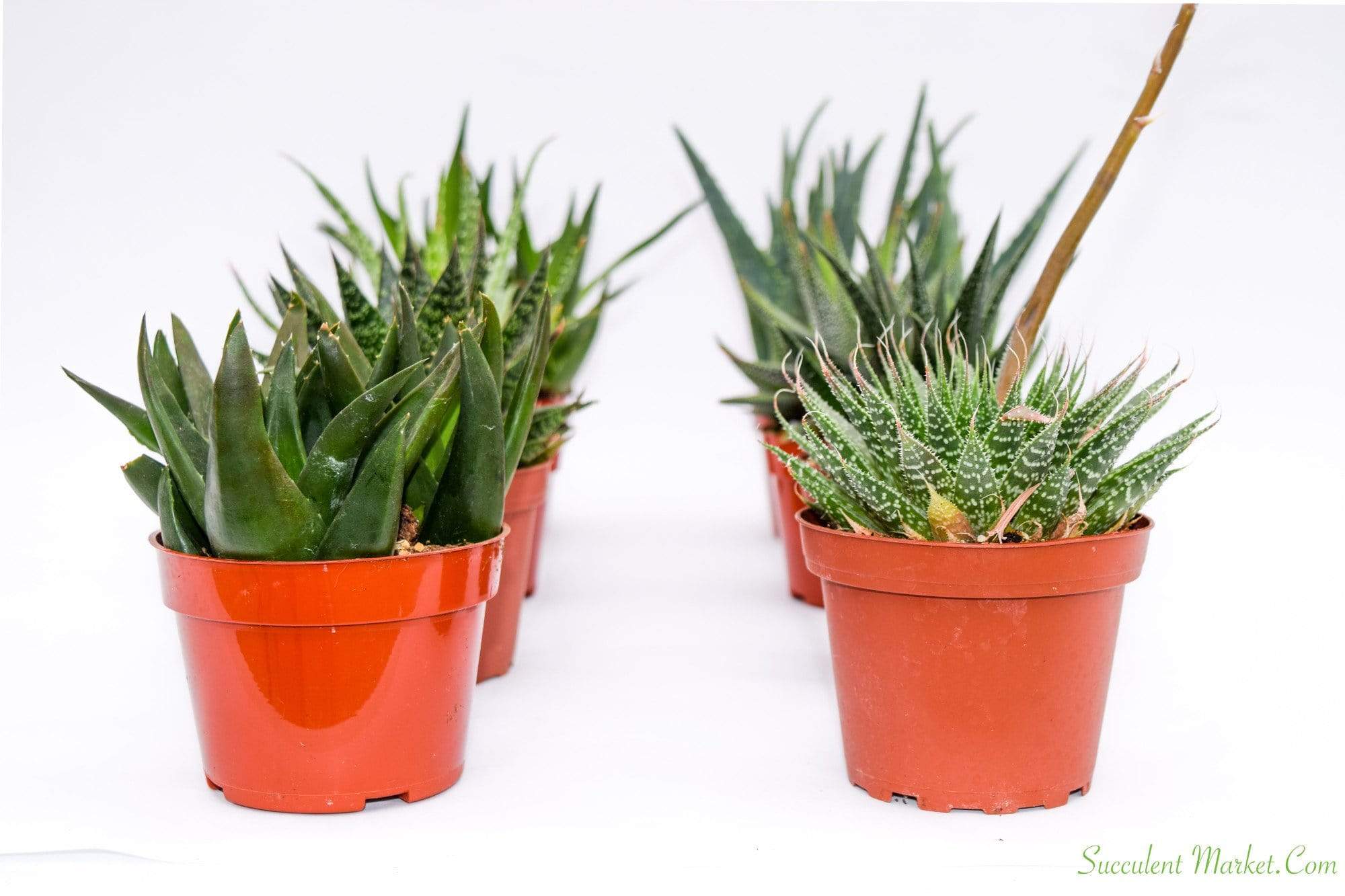 Indoor Succulents - Assorted 4 Inch Containers | Succulents for Sale | Succulent Market