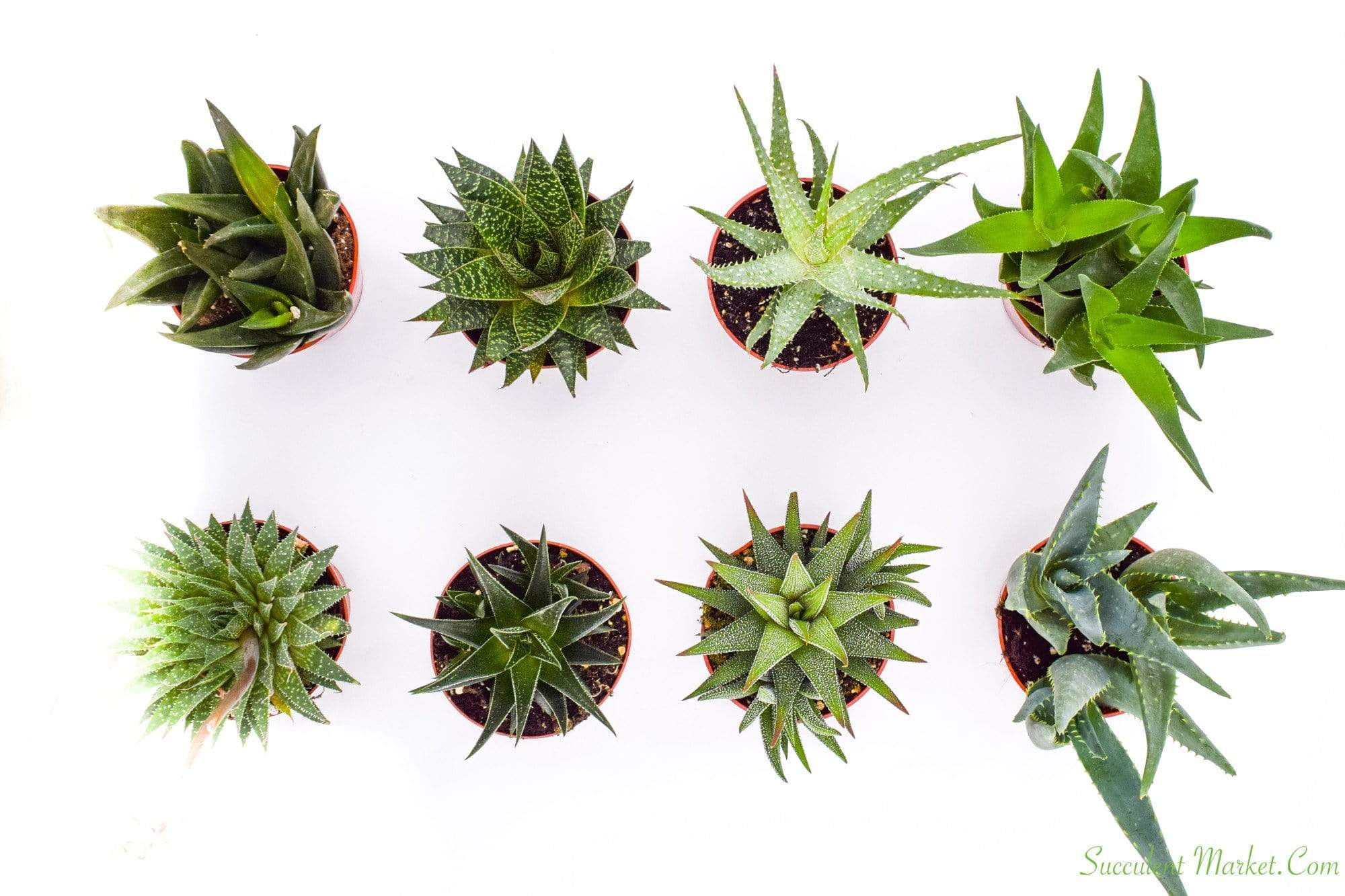 4 inch succulents in bulk Indoor Succulents - Assorted 4 Inch Containers | Succulents for Sale | Succulent Market