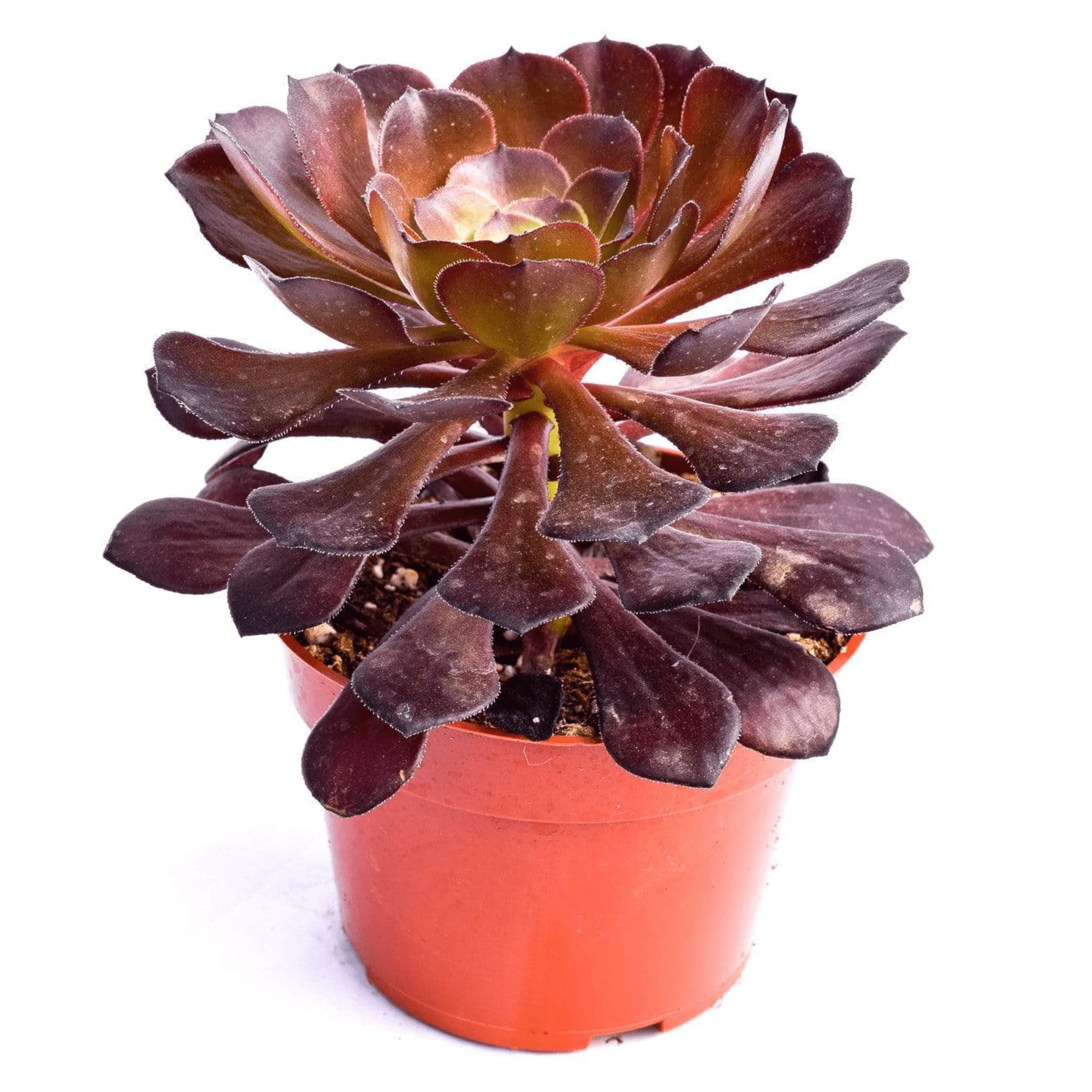 black rose aeonium succulent Aeonium Black Rose for Sale