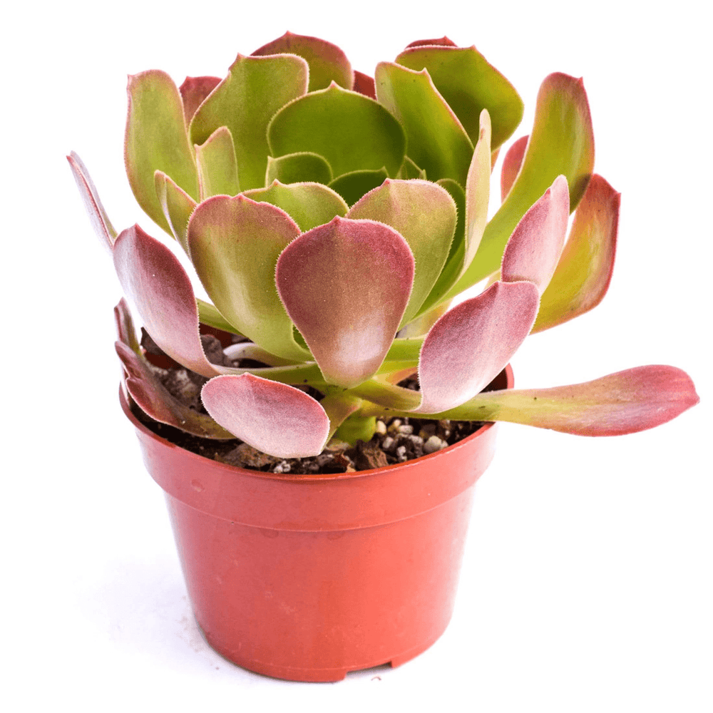 aeonium succulents for sale Aeonium Bronze Medal for Sale|Buy Succulents Online|Succulent Market