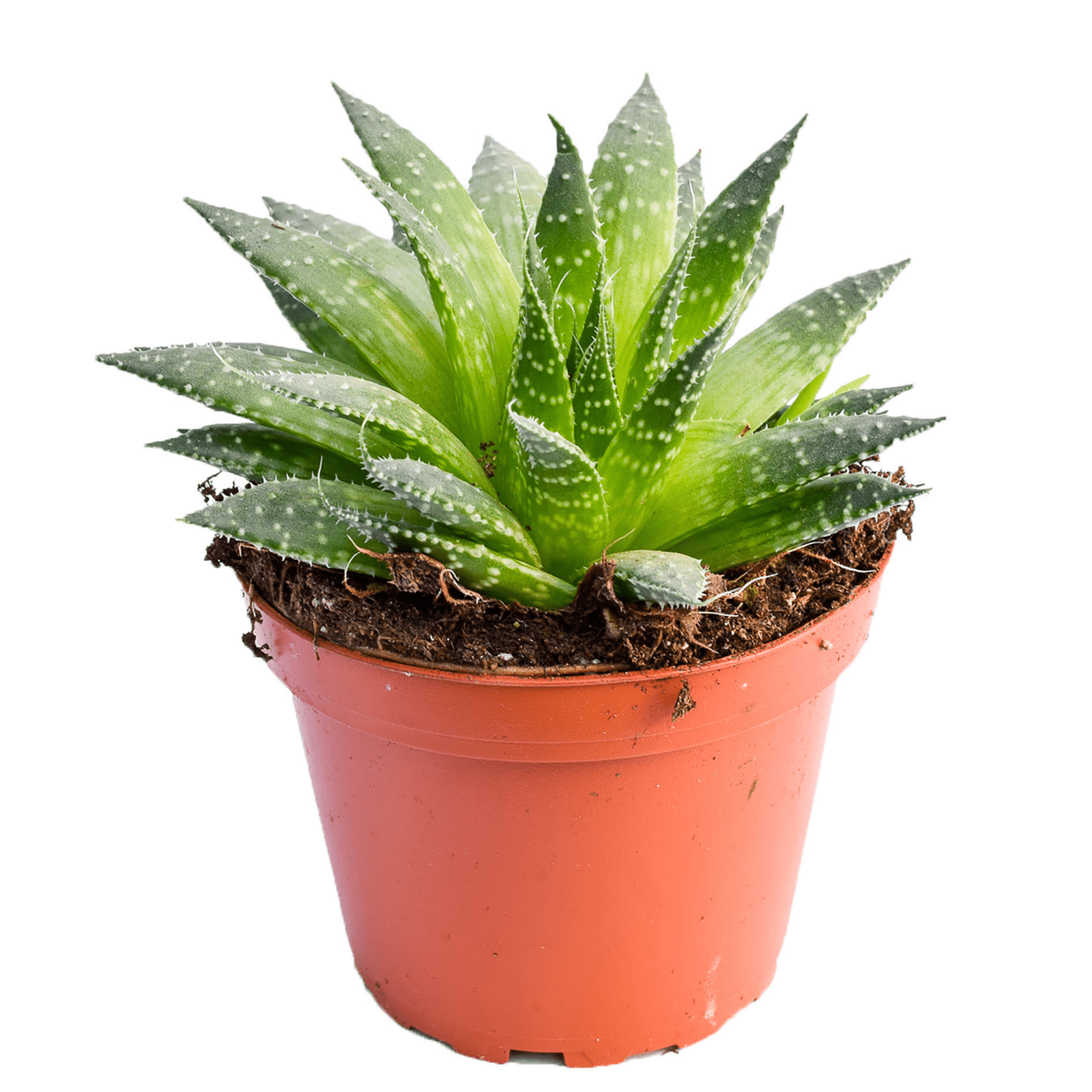is aloe a succulent plant Buy Aloe Aristata | Succulents for Sale