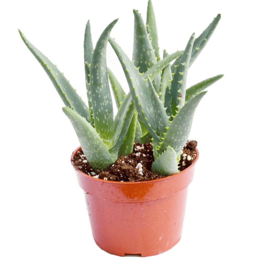 potted aloe vera plant for sale Aloe California for Sale | Blue Succulent for Sale