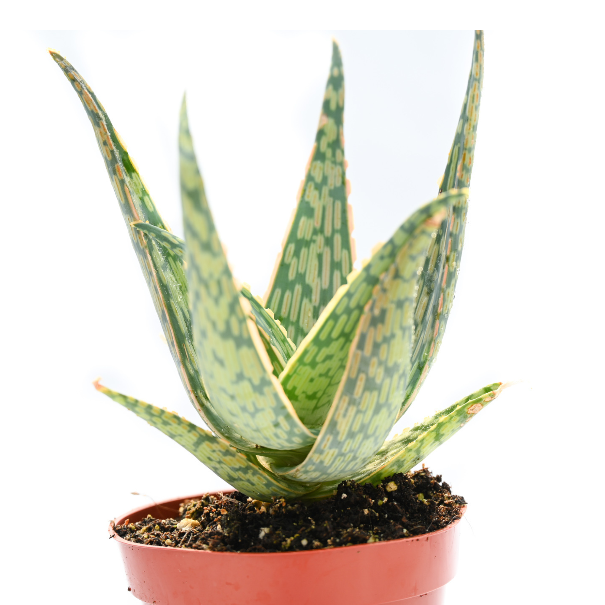 Aloe Doran Black