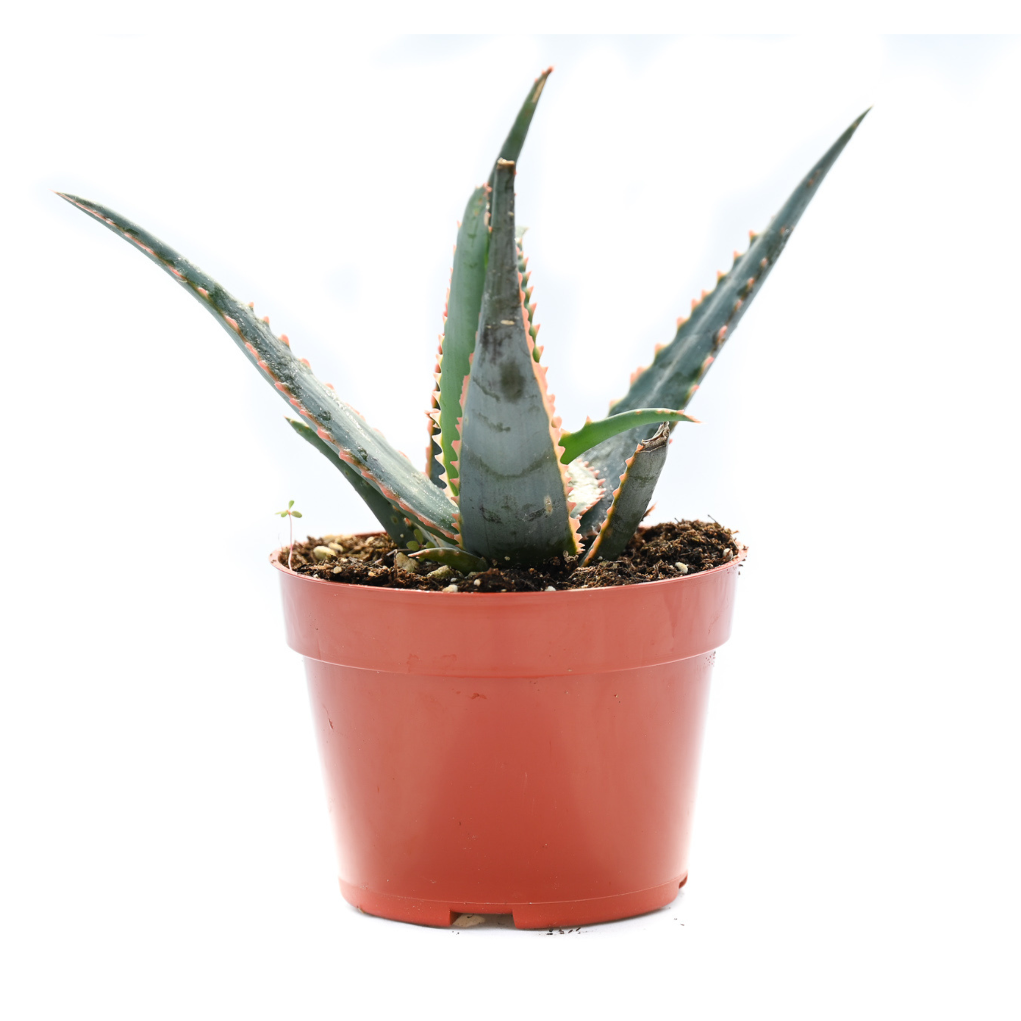 aloe gator succulent Aloe Gator JoeDefault Title