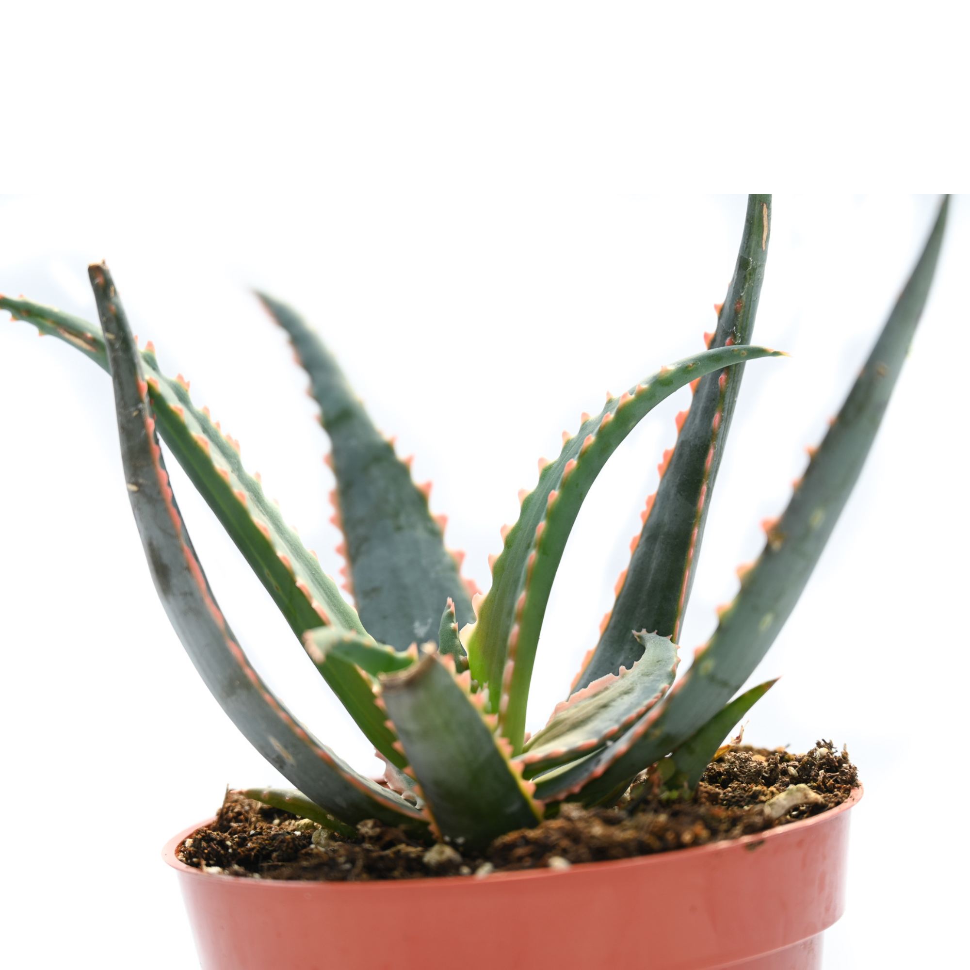 Aloe Gator Joe