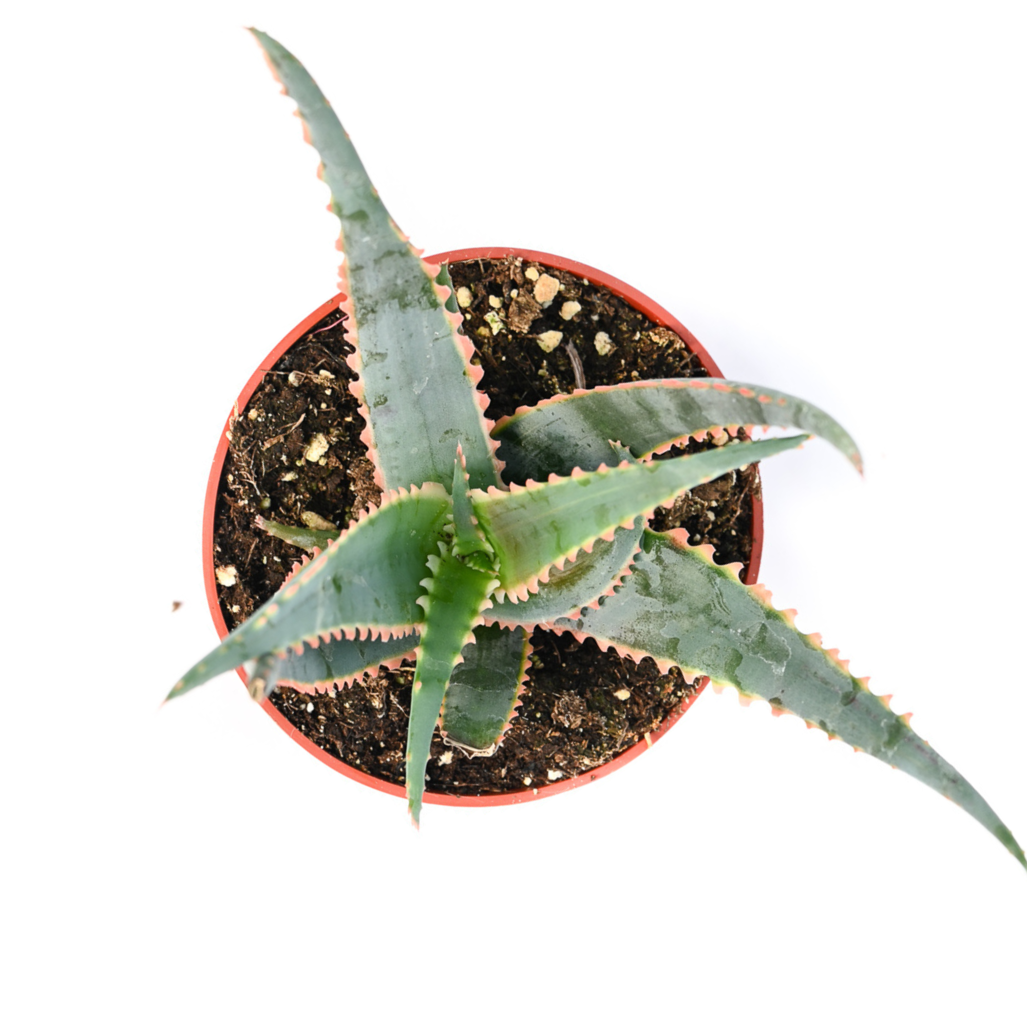 aloe vera cactus plant Aloe Barbadensis main image 1