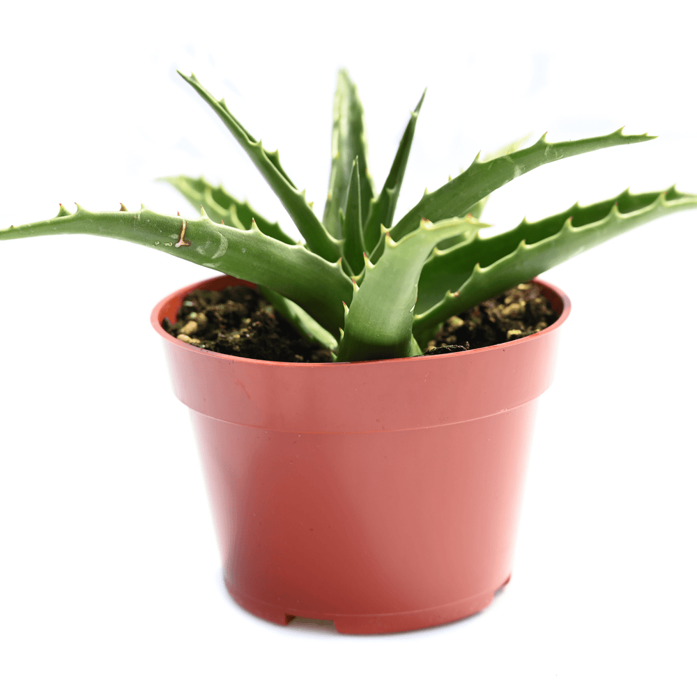 morning dew succulent Aloe Morning Dew for Sale | Buy Aloe Morning Dew