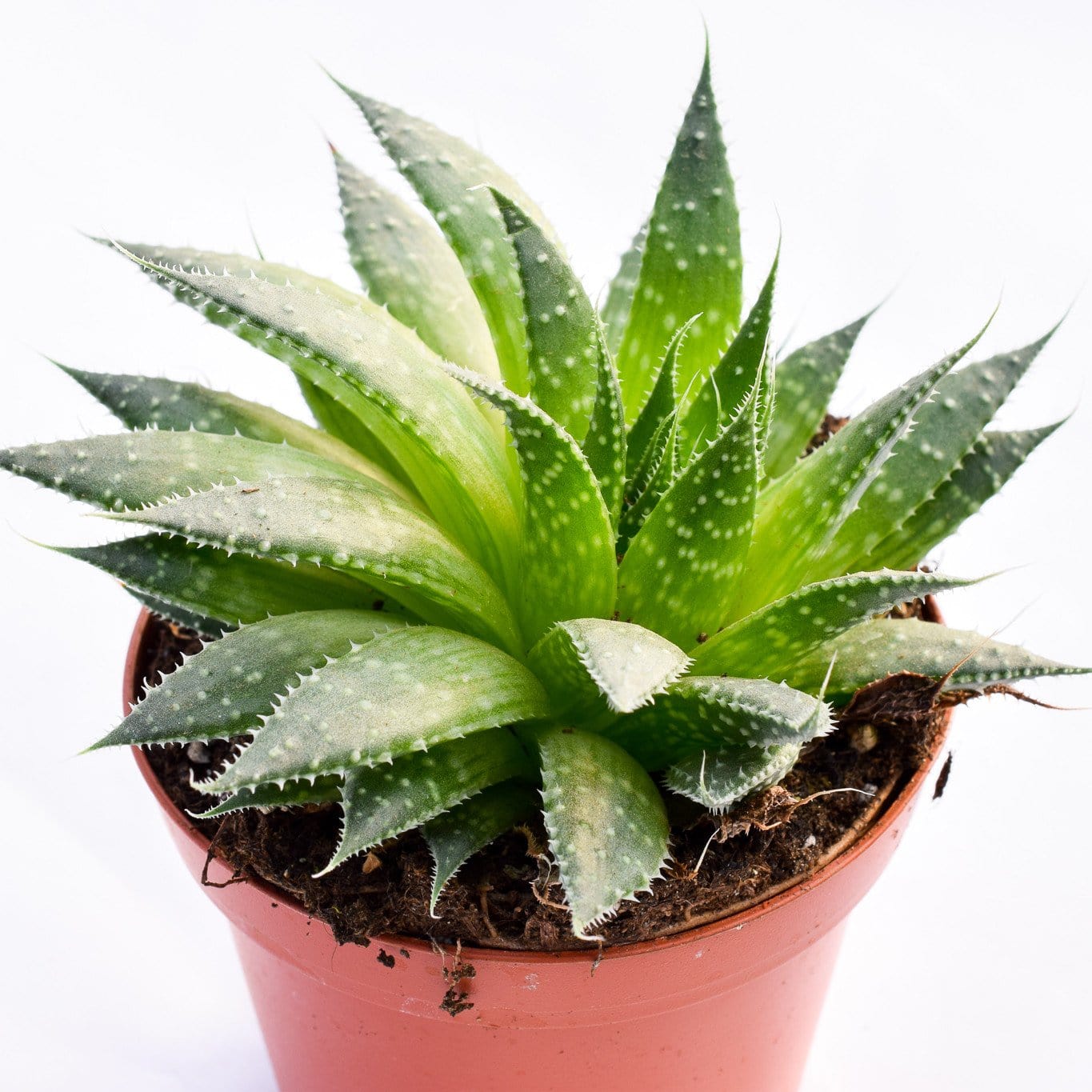 aloe aristata succulent plant Aloe Aristata | Succulents for Sale | Succulent Market