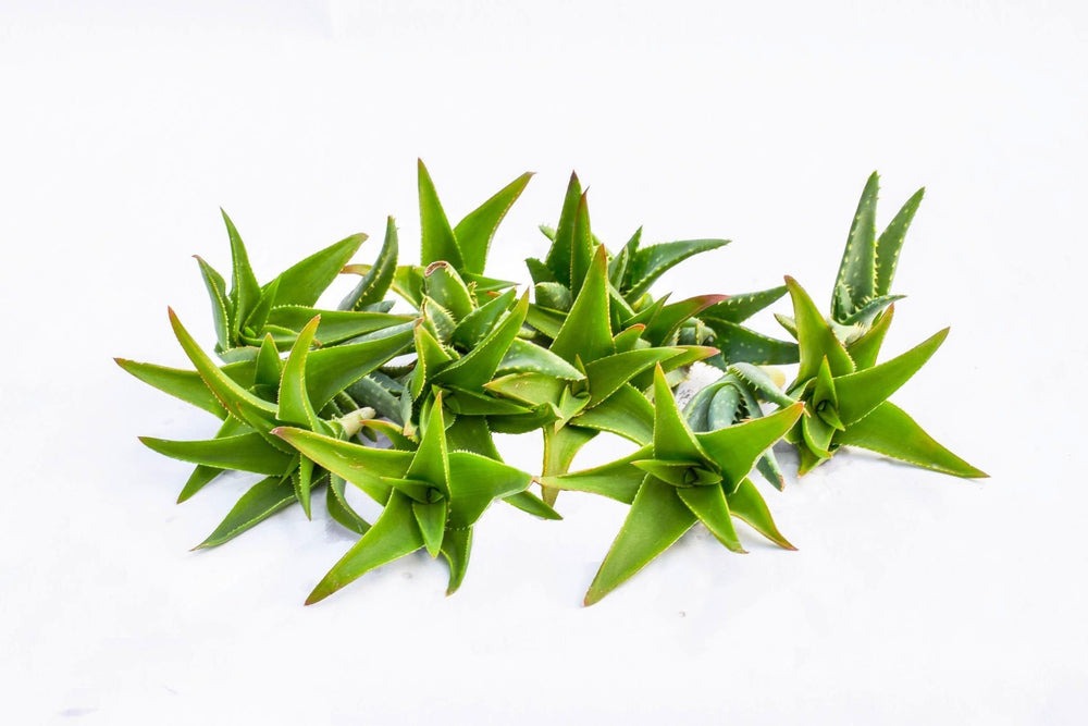 buy succulent cuttings online Succulent Cuttings for Sale| Bulk Succulent Cuttings for Sale 50 Pack