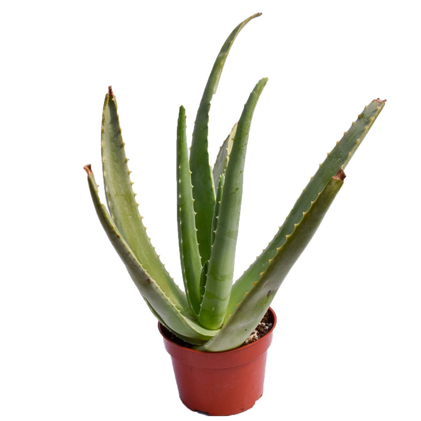 succulent aloe vera plant Aloe Vera | Succulents for Sale | Succulent Market
