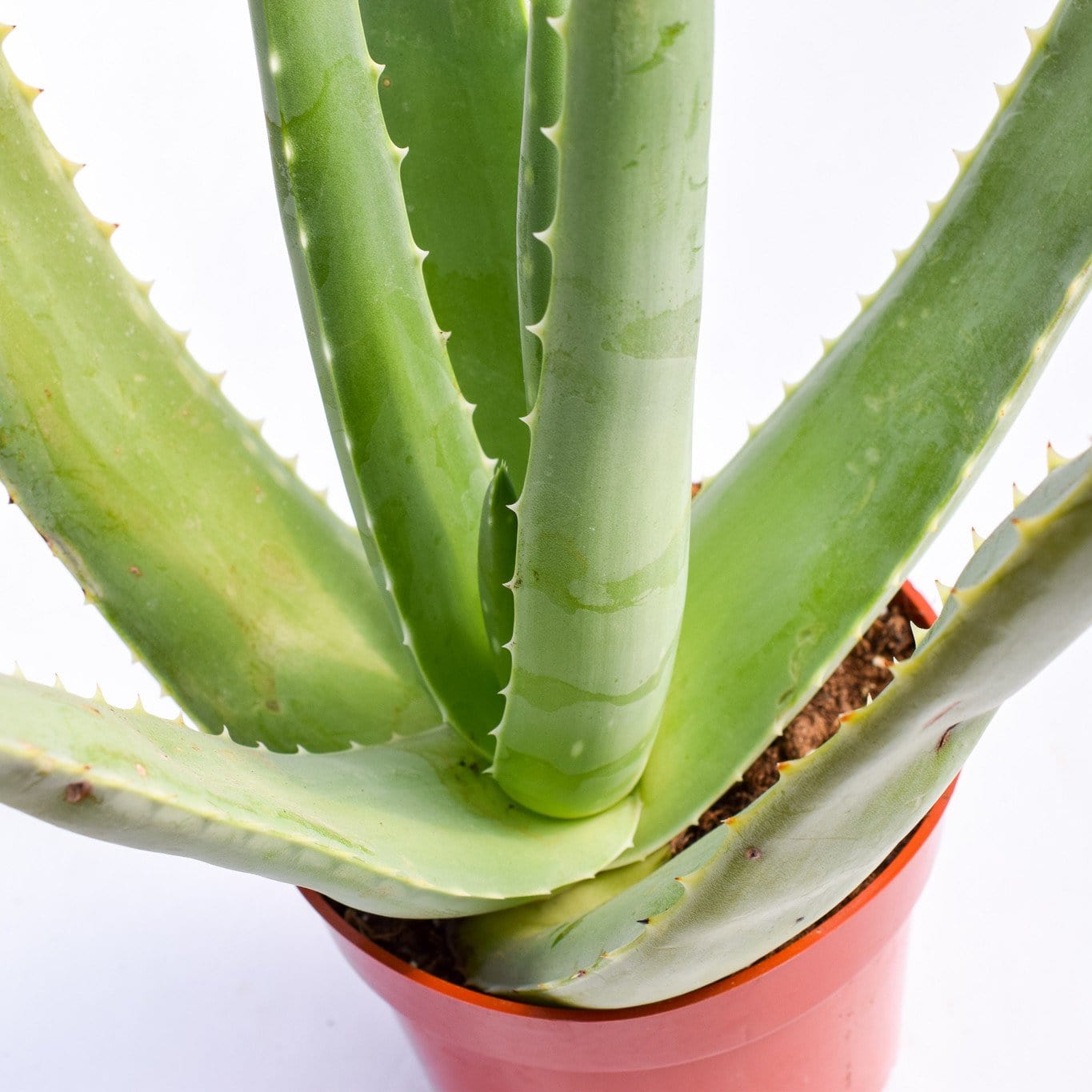 aloe vera plant selling price Aloe Vera | Succulents for Sale | Succulent Market