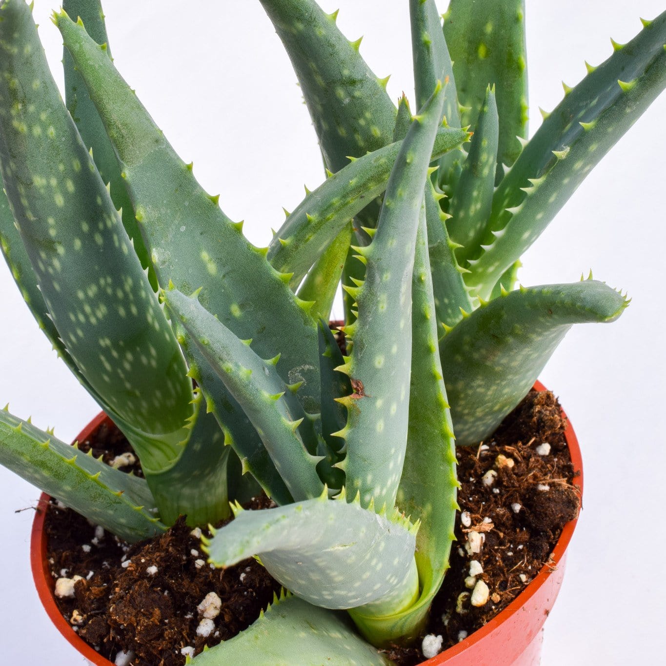 Aloe California for Sale | Blue Succulent for Sale
