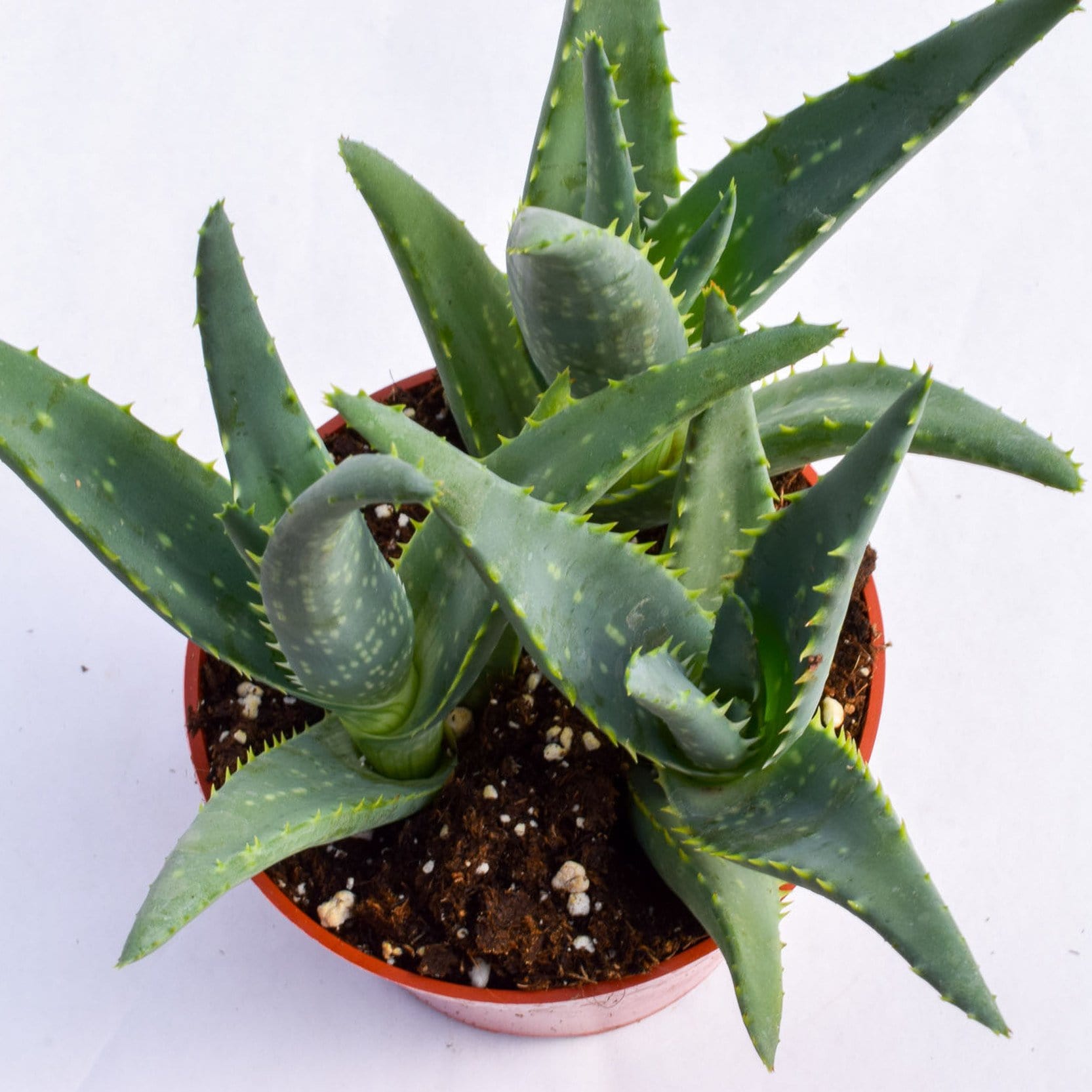 california aloe vera plant Aloe California for Sale | Blue Succulent for Sale