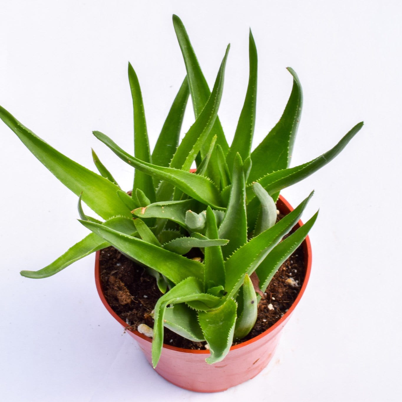 climbing aloe succulent Aloe Ciliaris | Succulents for Sale | Succulent Market