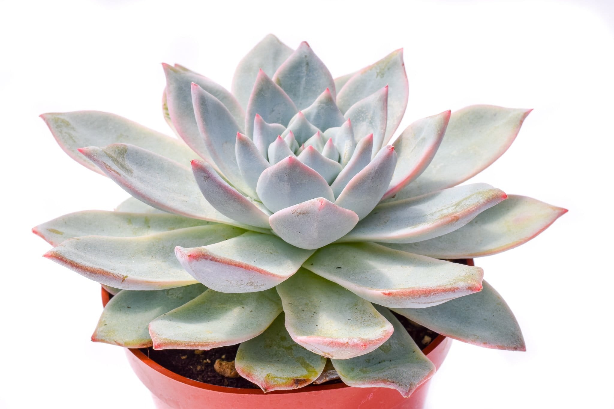 bluebird succulent Echeveria Blue Bird for Sale|Blue Succulents for Sale|Succulent Market